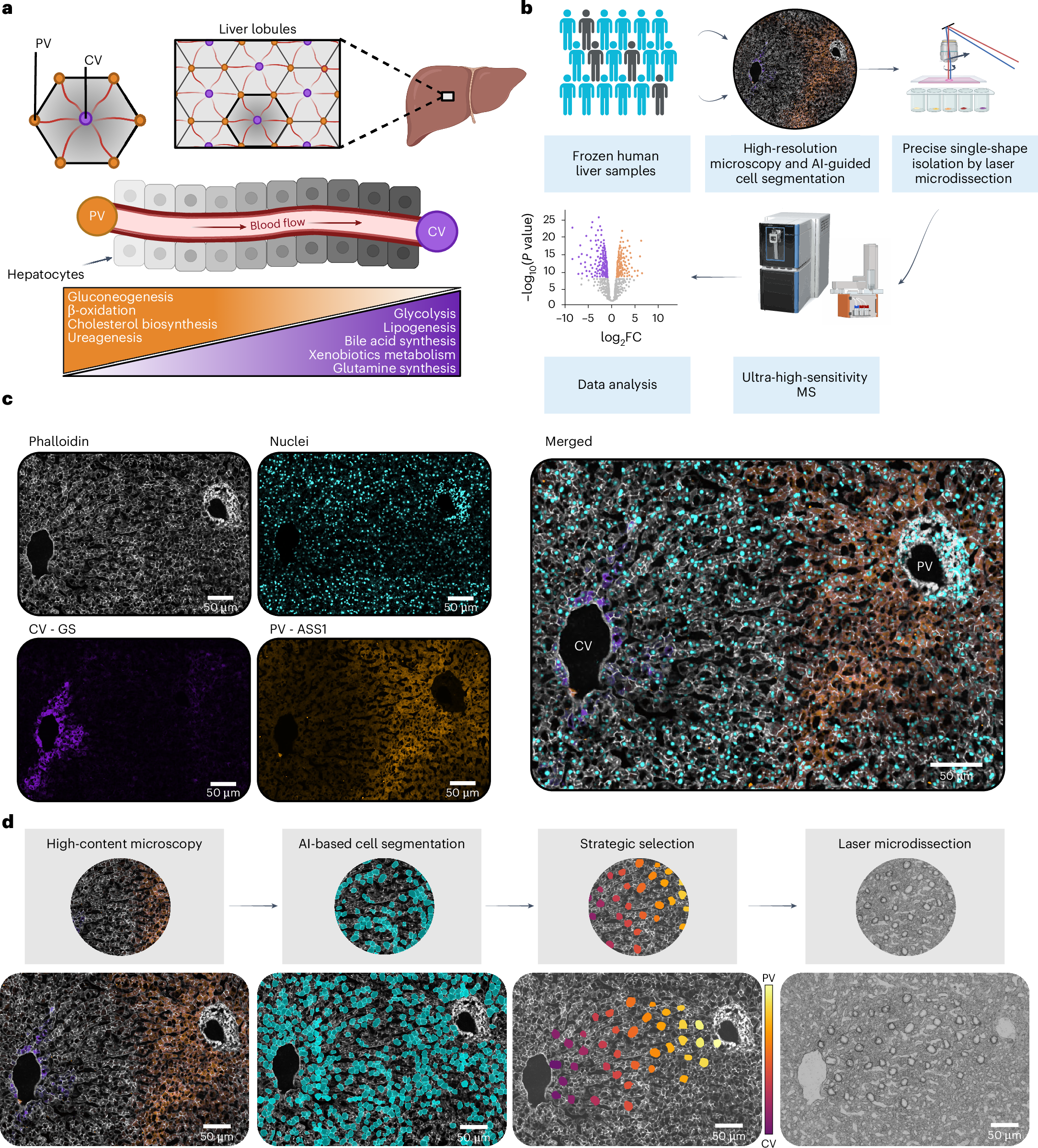 Fig. 1: scDVP for spatially resolved proteomic analysis of liver zonation.