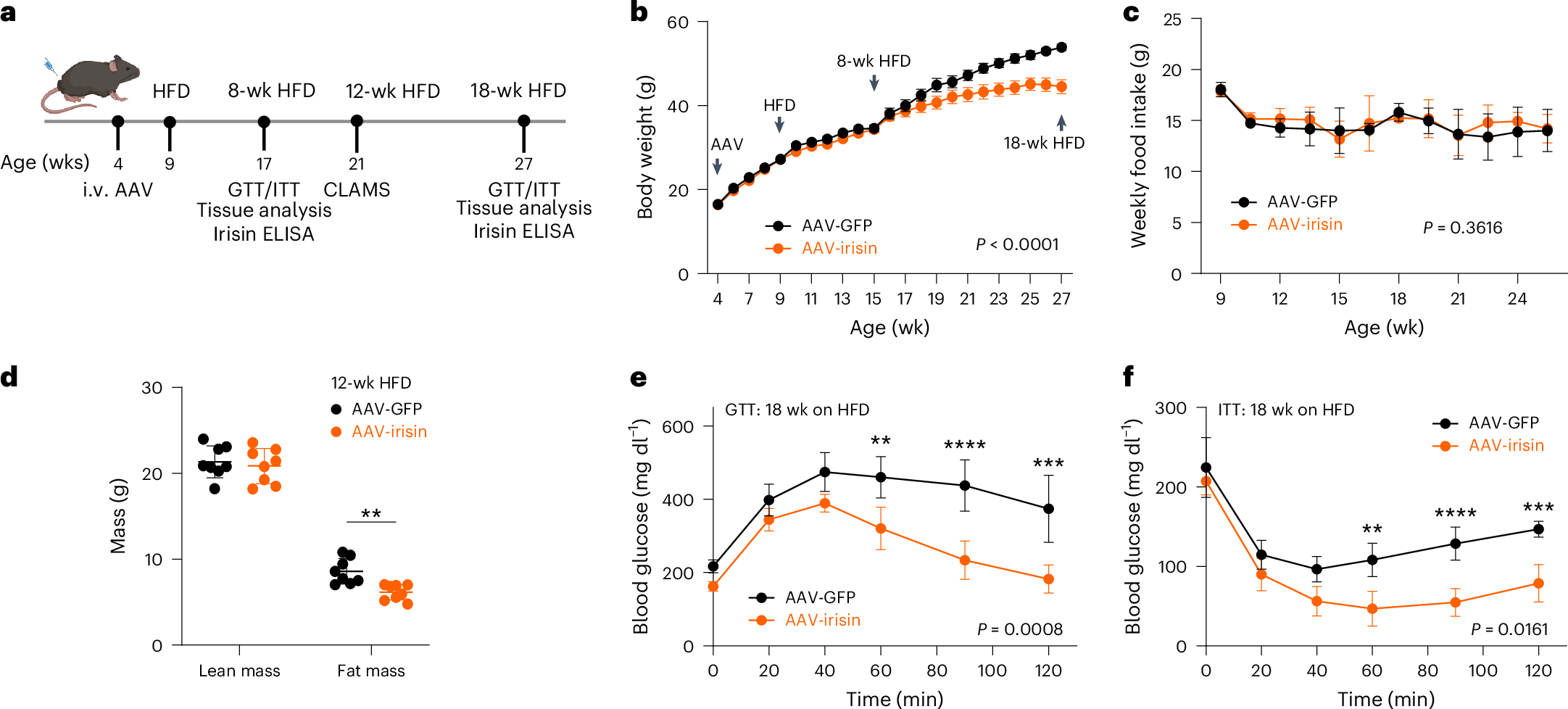 Irisin ameliorates obesity and insulin resistance via adipose tissue IL-33  and regulatory T cells | Nature Metabolism