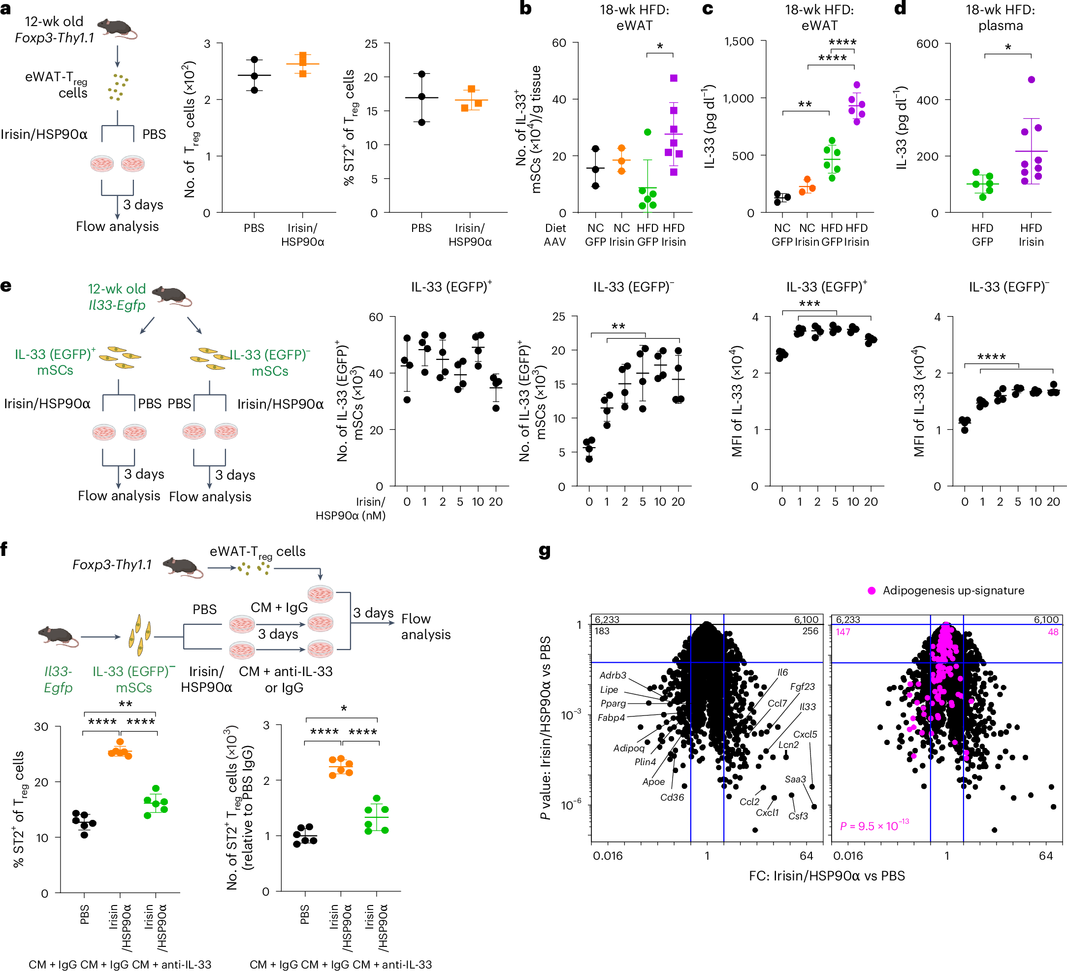 Fig. 3: Irisin directly induces IL-33 expression in eWAT stromal cells.