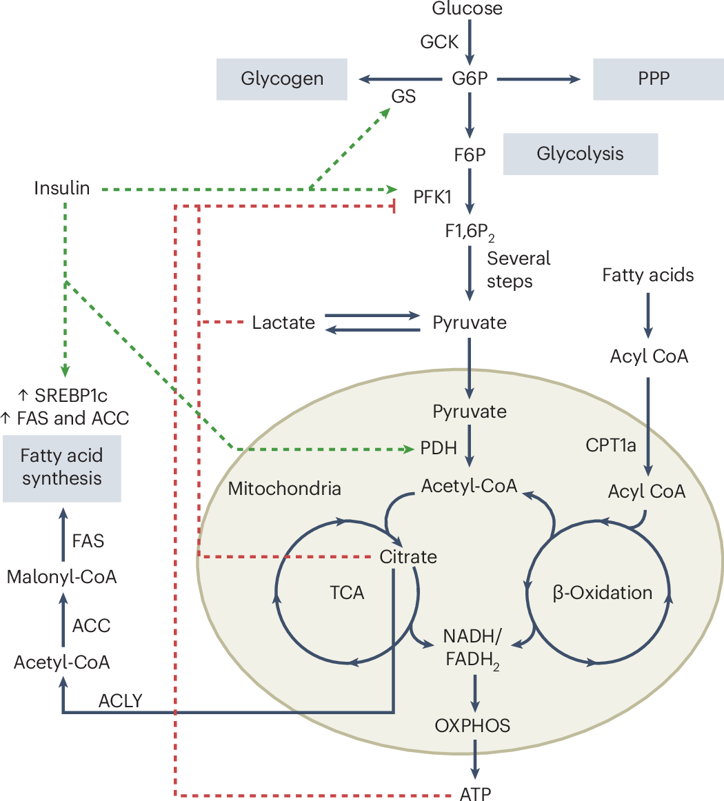 Fructose: metabolic signal and modern hazard | Nature Metabolism