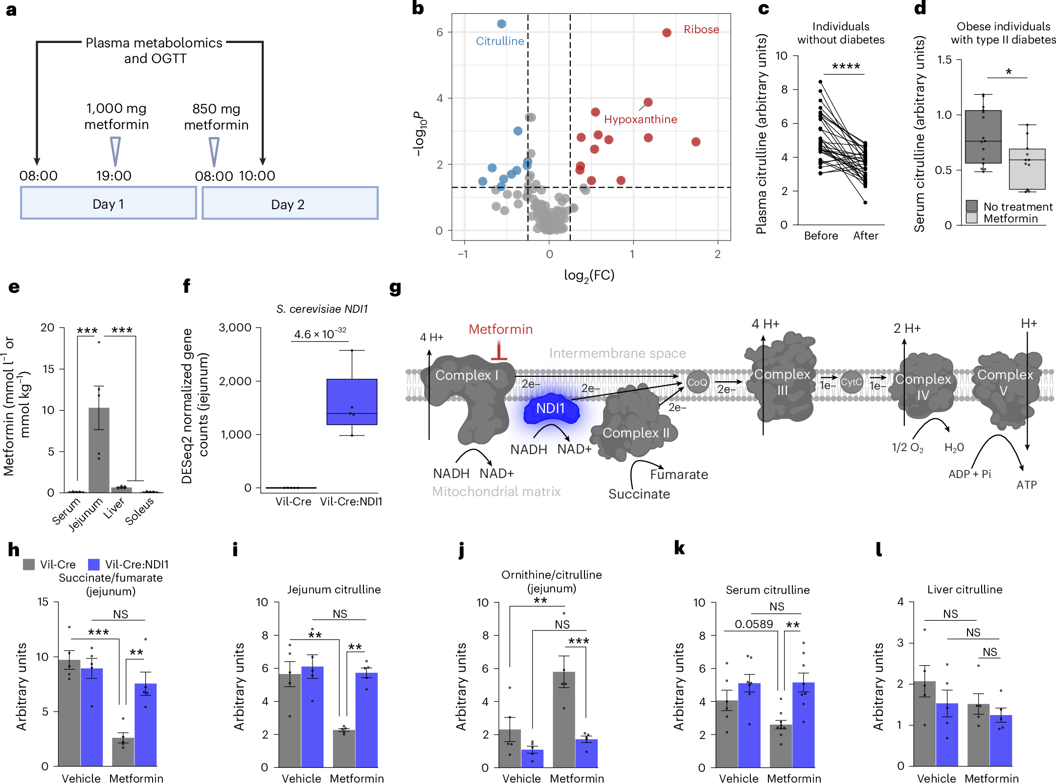 メトホルミンの効果は腸内作用に由来する可能性（Metformin&rsquo;s real power may be in the gut）