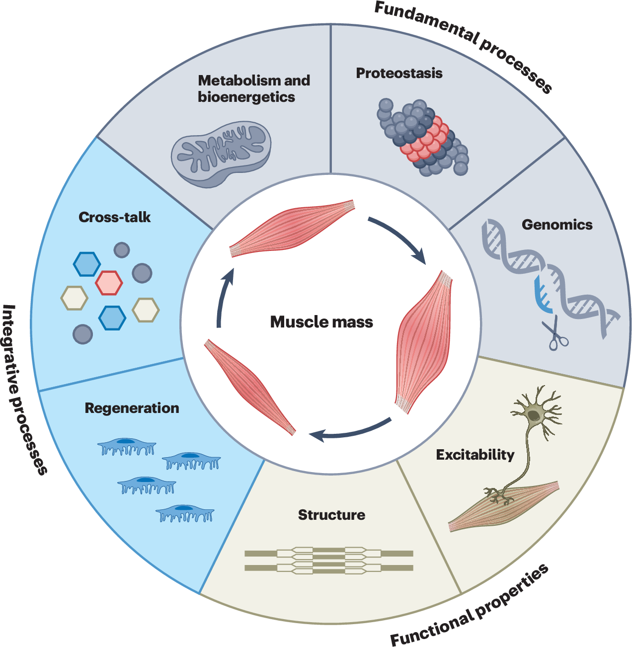The hallmarks of skeletal muscle health