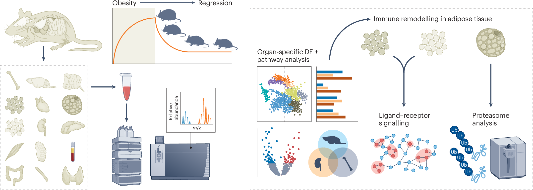 A proteomic atlas of obesity and weight loss