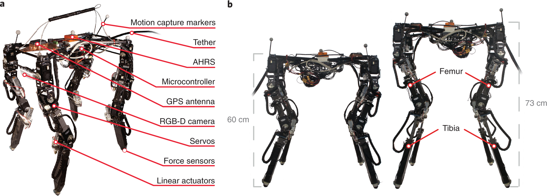 Image of a realistic robotic leg