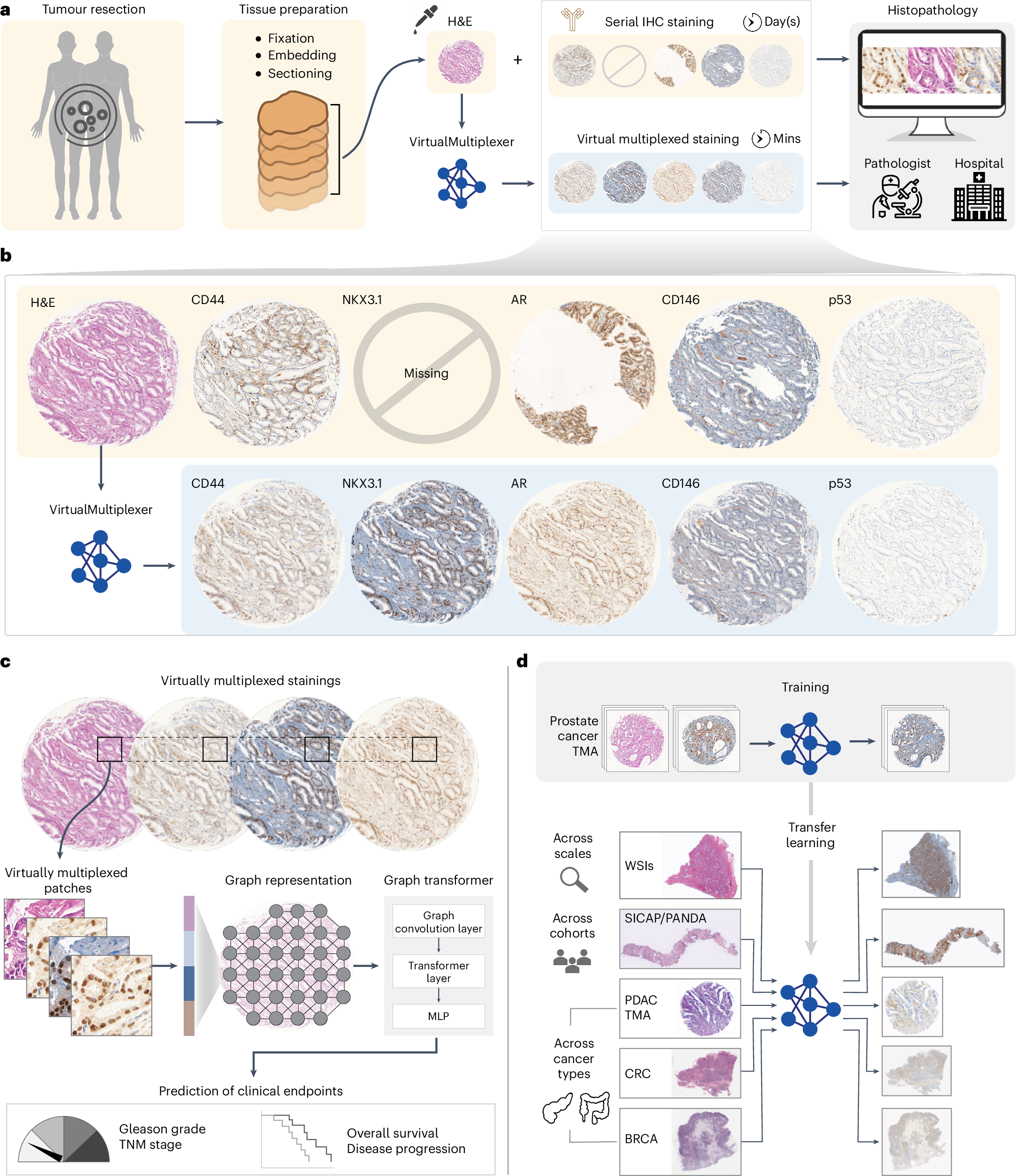 Fig. 1: VirtualMultiplexer is a generative toolkit for synthesizing virtual multiplexed staining.