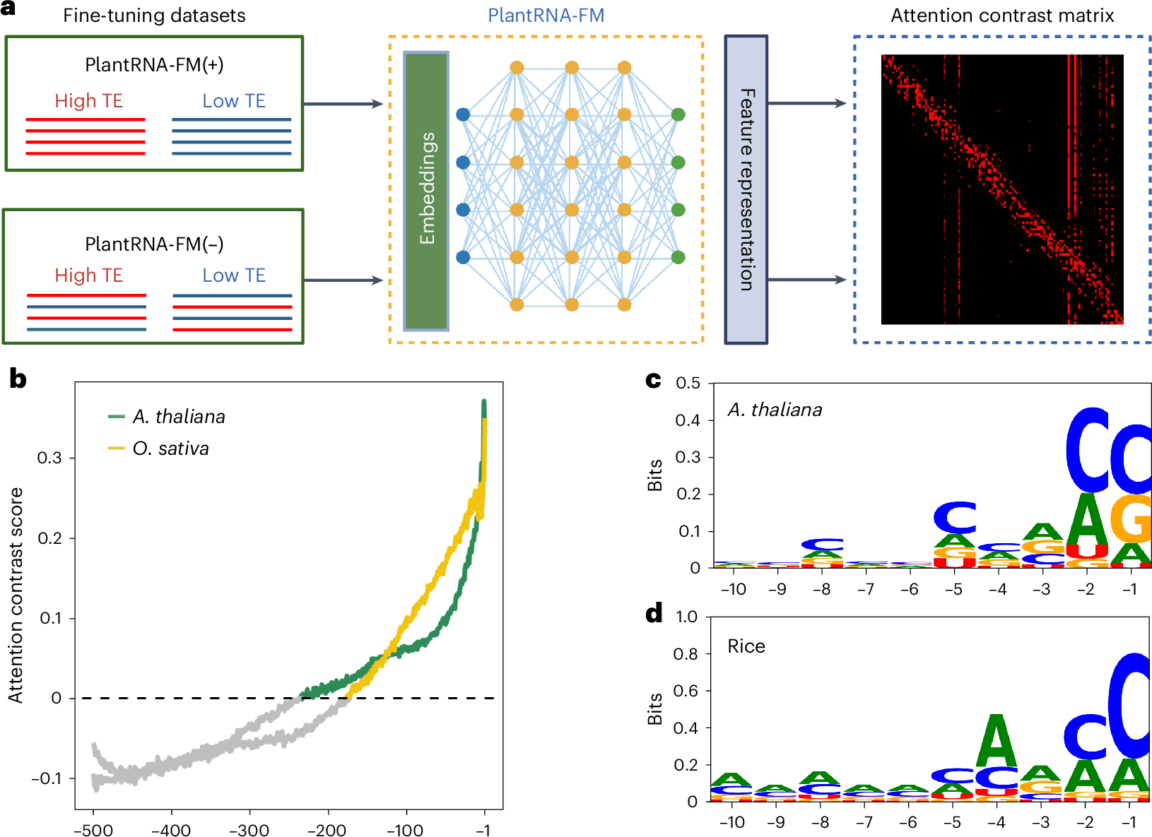 Fig. 3: Model interpretable framework reveals translation-associated RNA features.