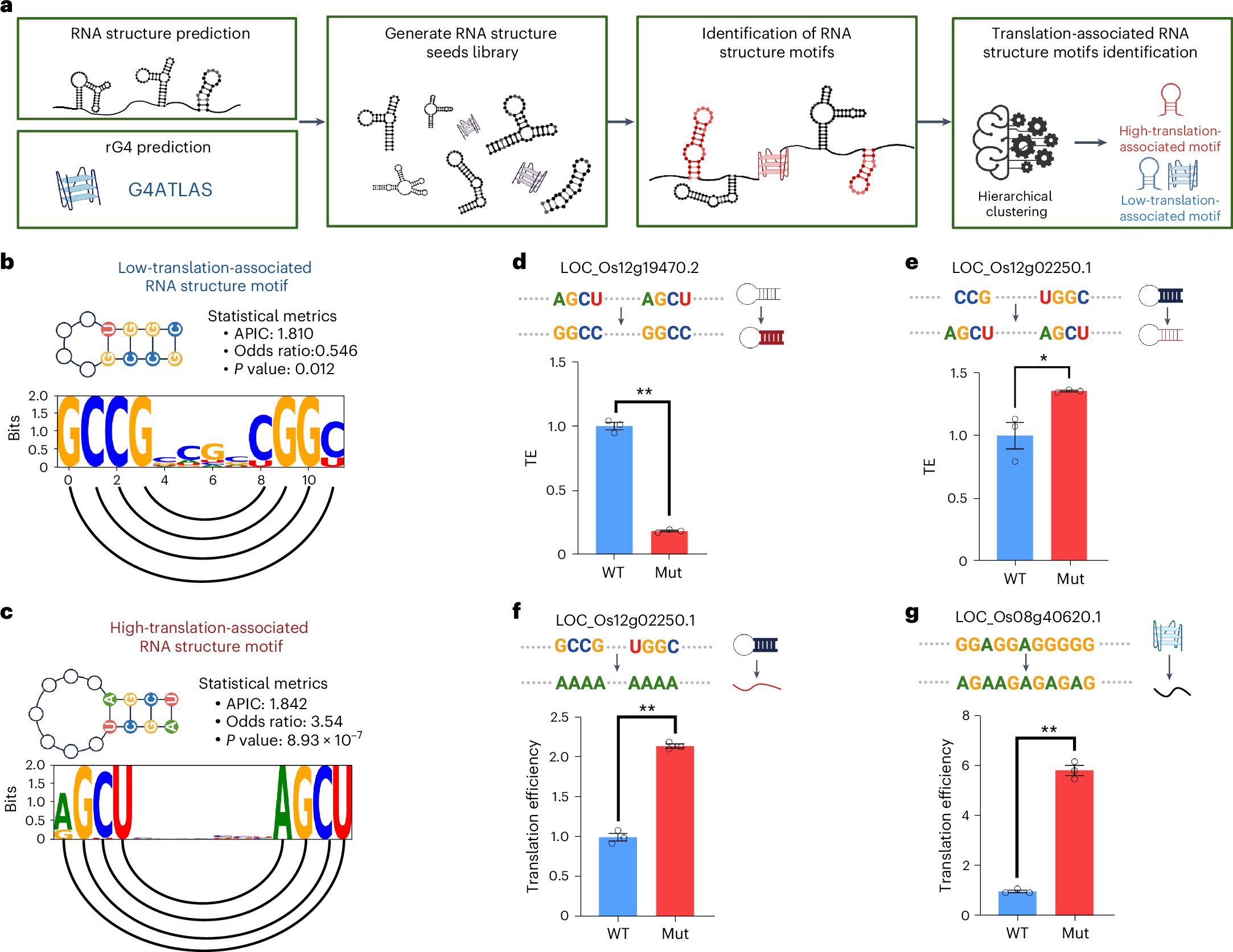Fig. 4: RNA structure motif identification approach reveals translation-associated RNA structure motifs.