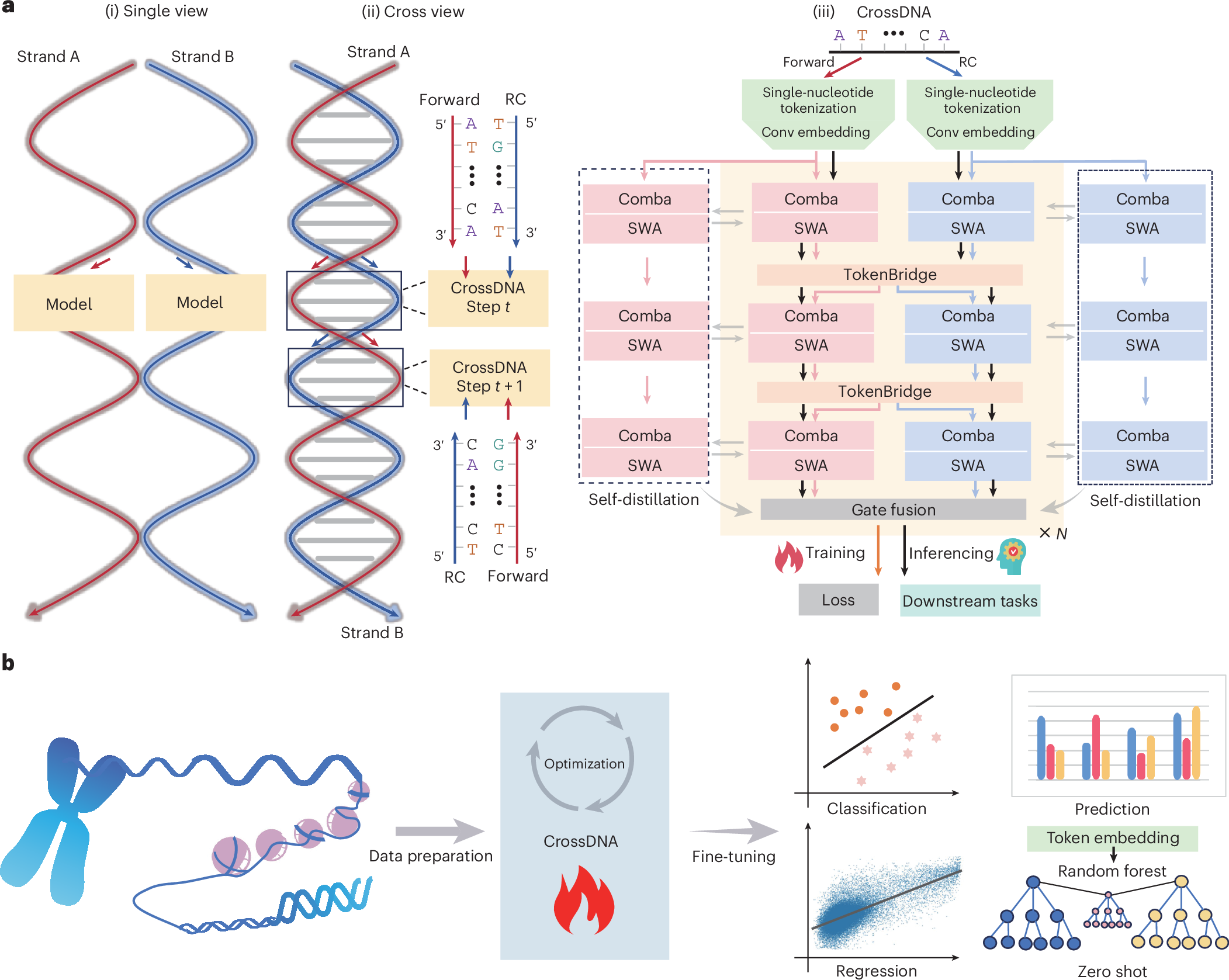 Explicit dynamic cross-strand interactions for DNA sequence 