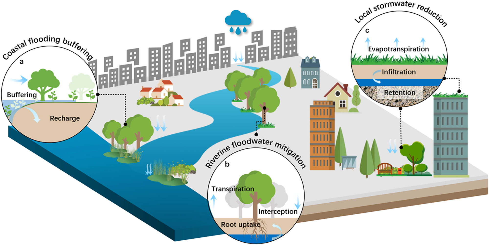 Urban flood risk management needs nature-based solutions: a 
