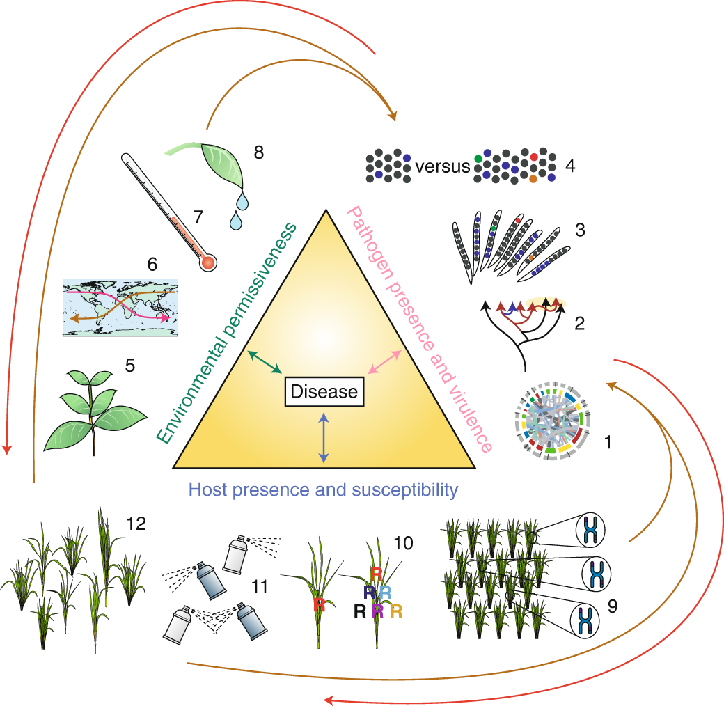 Threats to global food security from emerging fungal and oomycete crop  pathogens | Nature Food