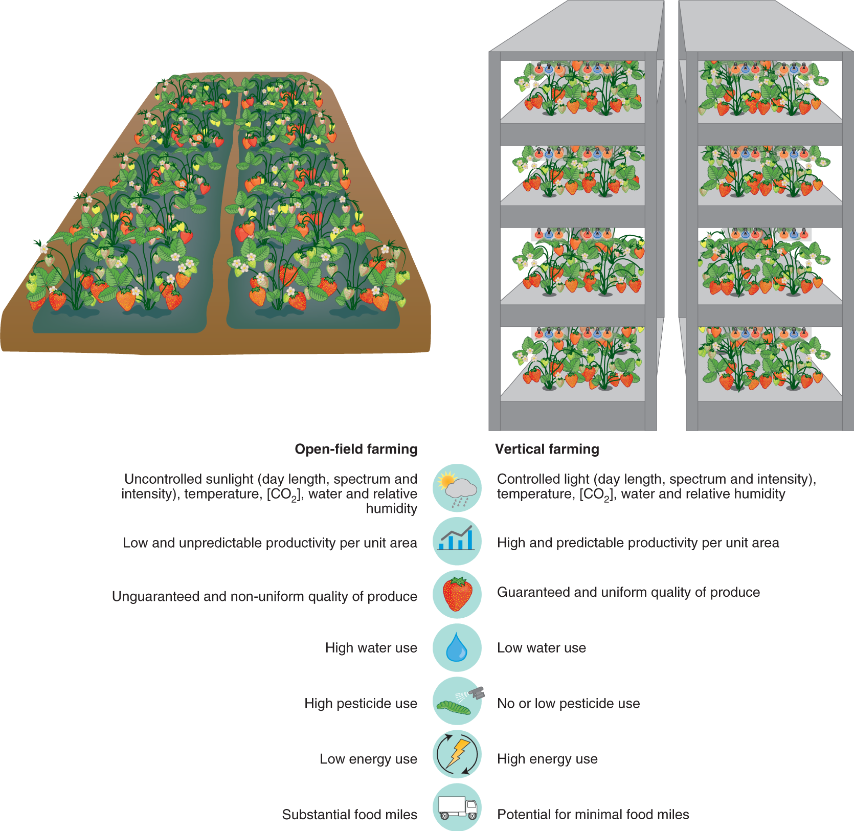 Current status and future challenges implementing and upscaling vertical systems | Nature Food