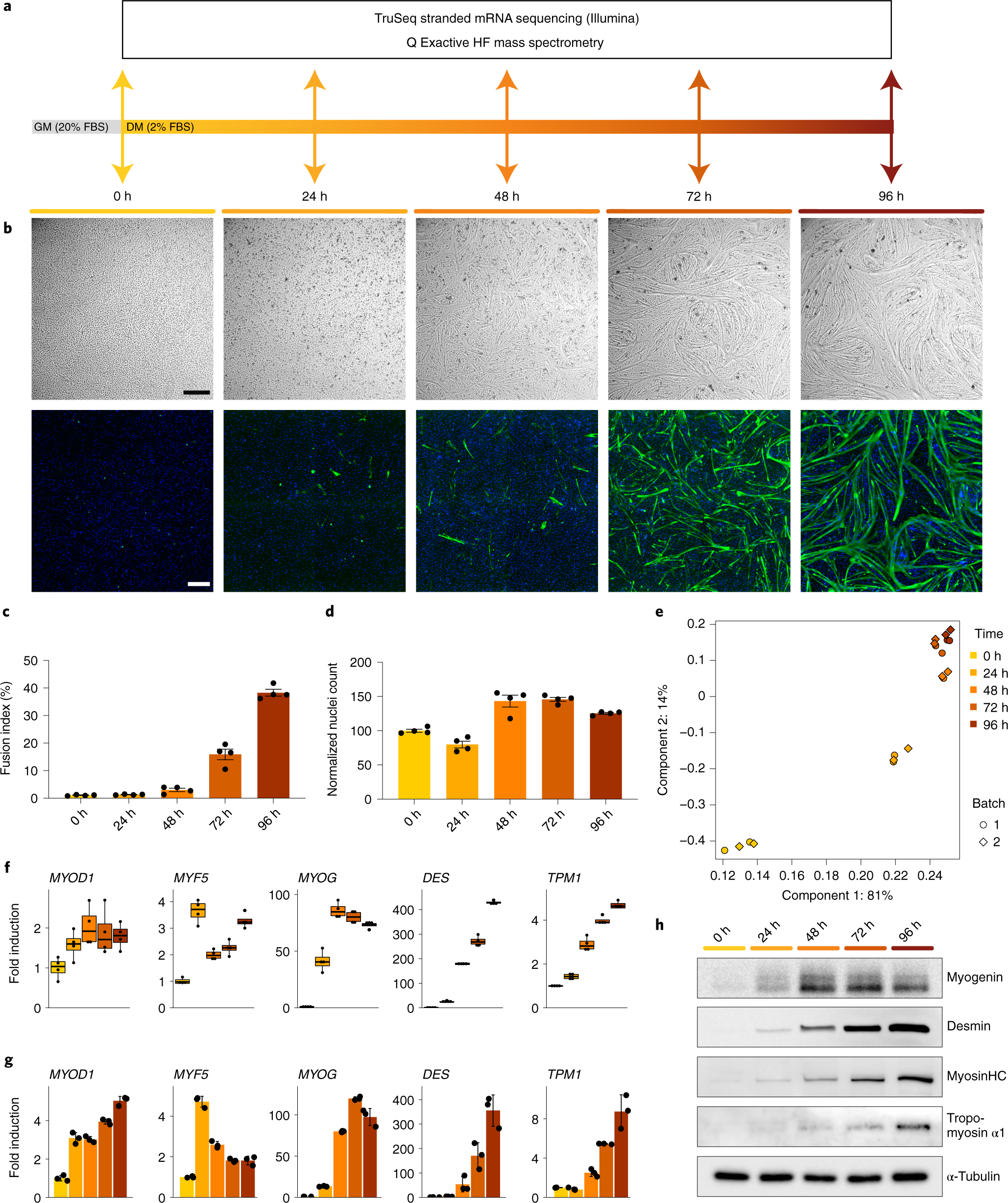 A serum-free media formulation for cultured meat production supports bovine  satellite cell differentiation in the absence of serum starvation | Nature  Food