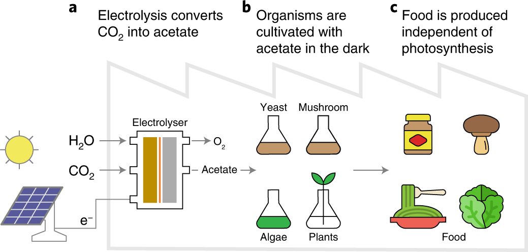 Experimental double hybrids of fresh corn grown under low and high  phosphorus availability1