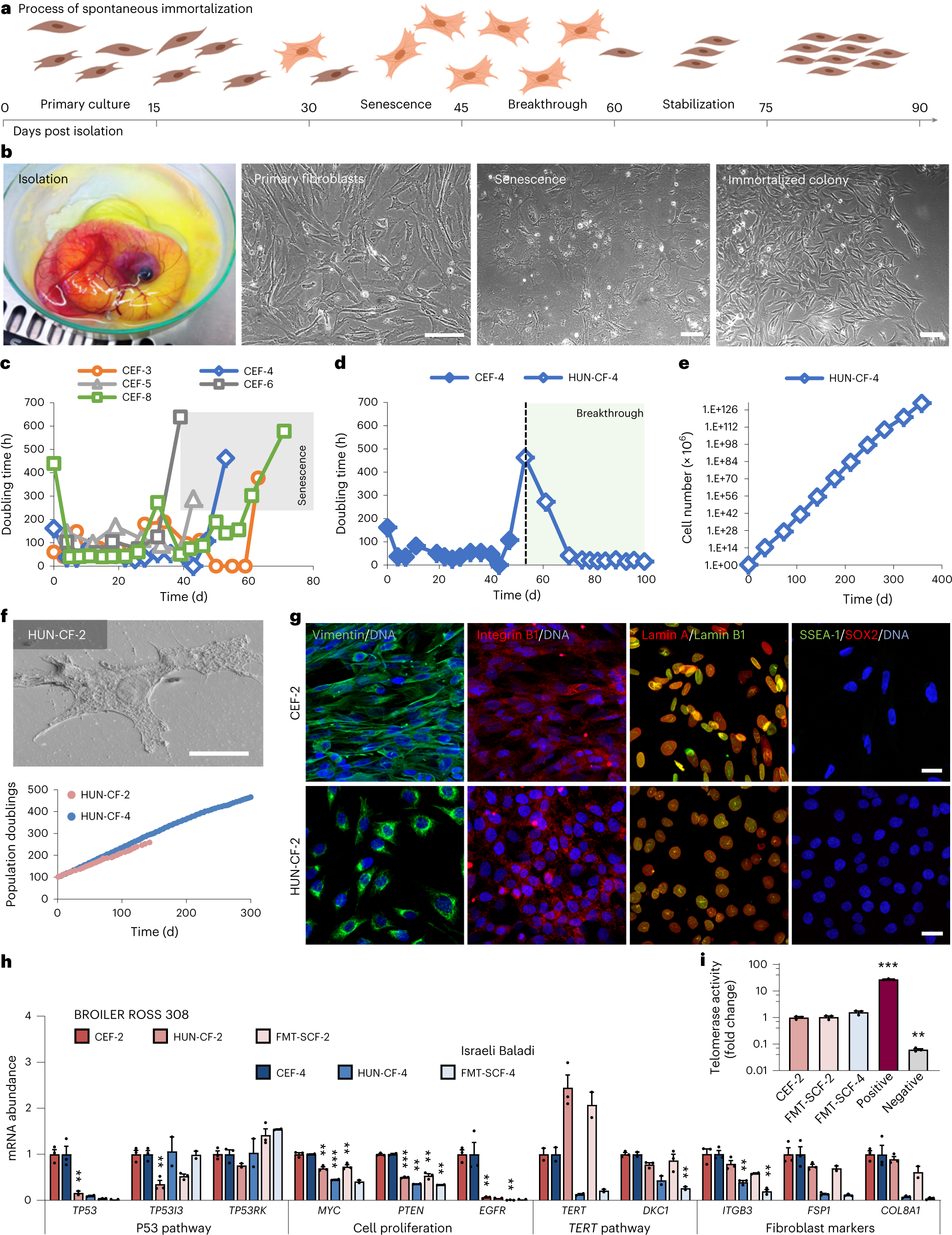 Spontaneous immortalization of chicken fibroblasts generates stable,  high-yield cell lines for serum-free production of cultured meat