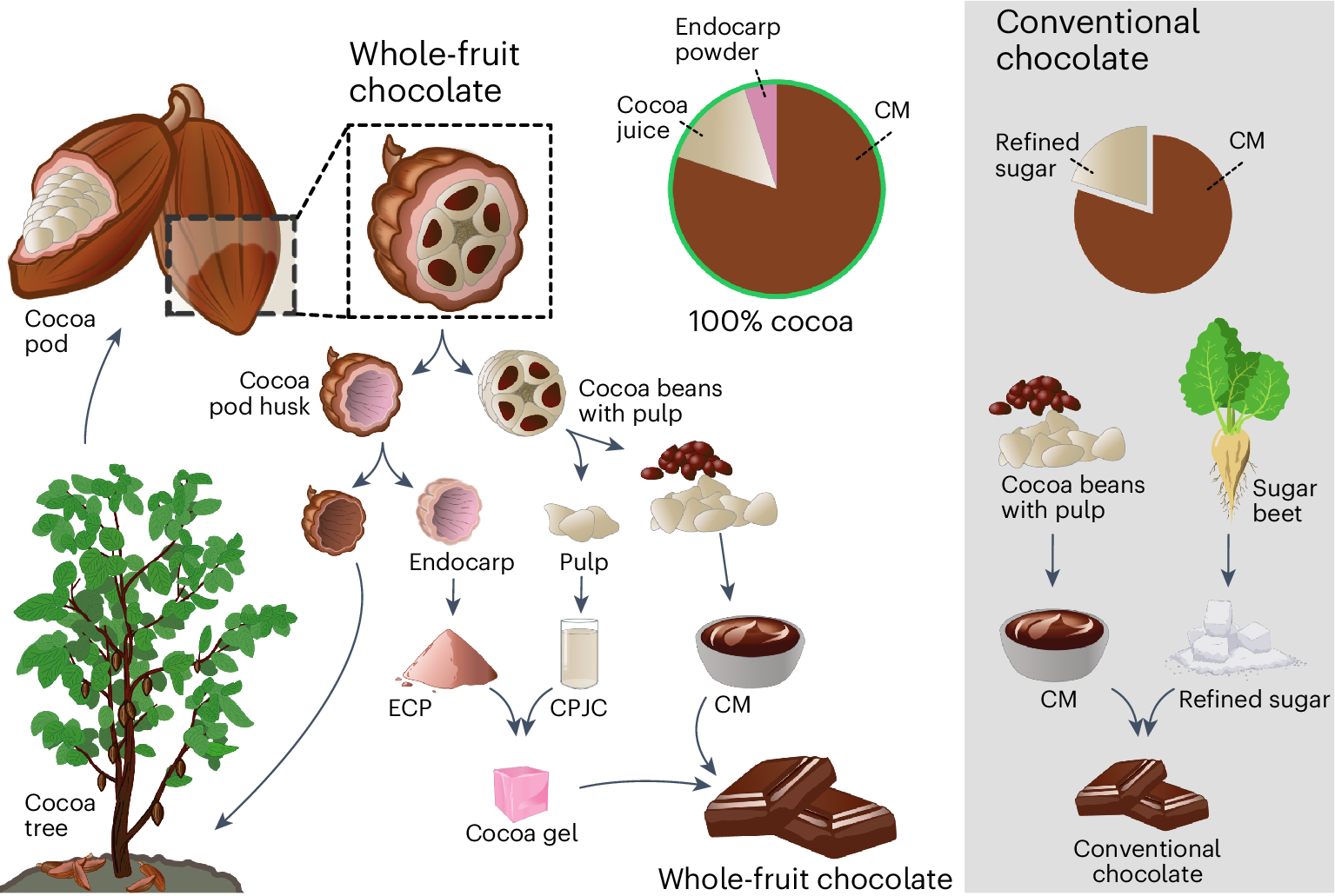 Valorization of cocoa pod side streams improves nutritional and 