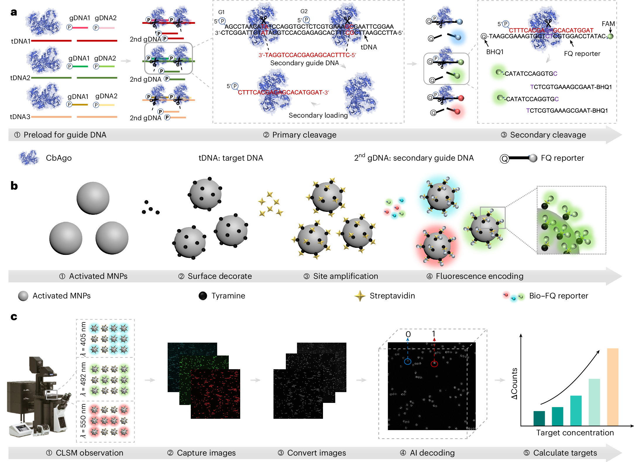 Multiplexed food-borne pathogen detection using an argonaute-mediated  digital sensor based on a magnetic-bead-assisted imaging transcoding system  | Nature Food