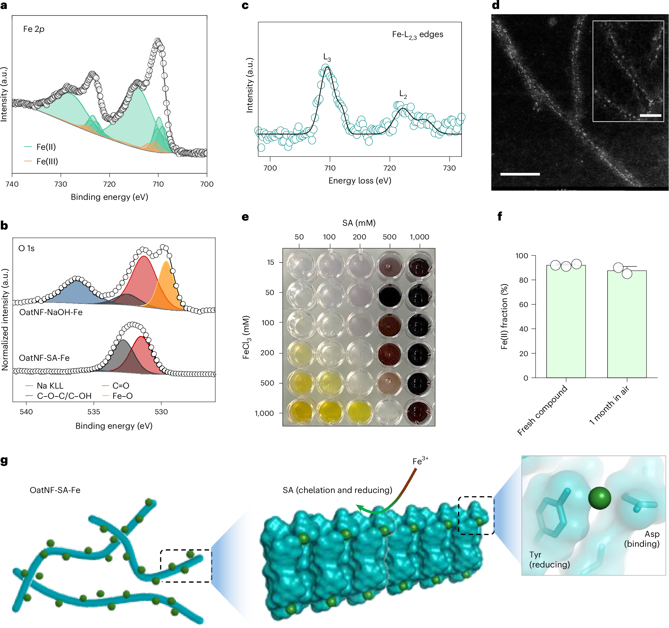 Fig. 2: Characterization of the OatNF-SA-Fe hybrids.