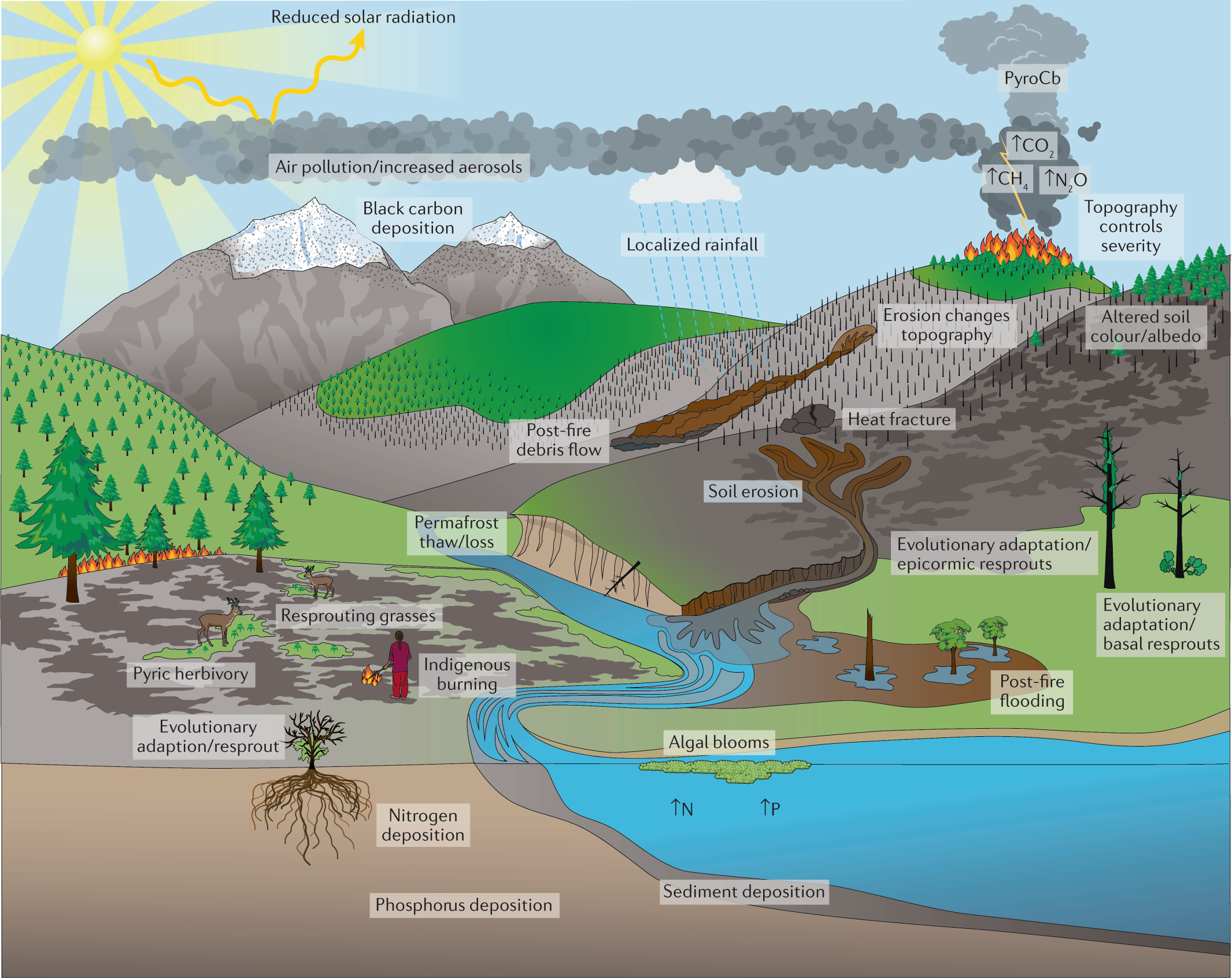 vegetation fires in the anthropocene nature reviews earth environment