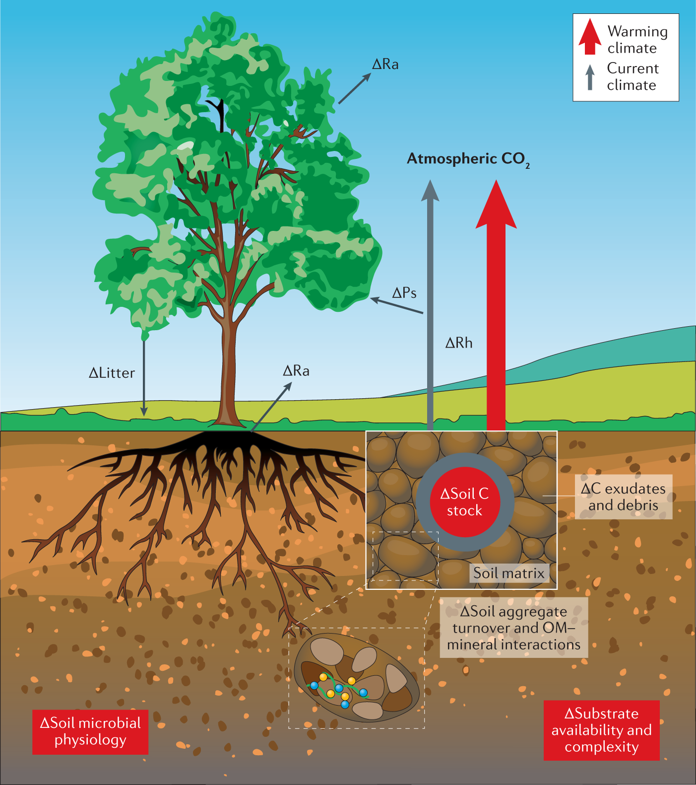 Evidence for large microbial-mediated losses of soil carbon under 