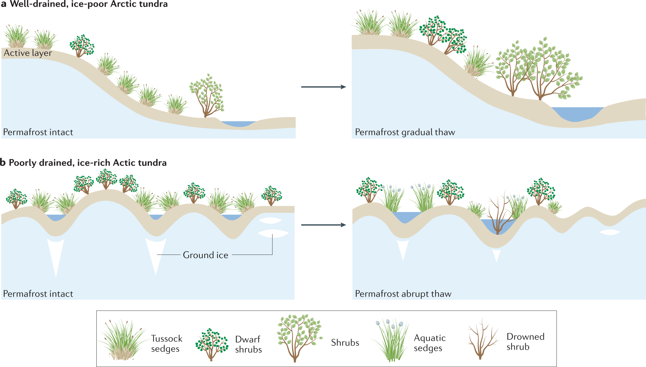 Tundra vegetation change and impacts on permafrost