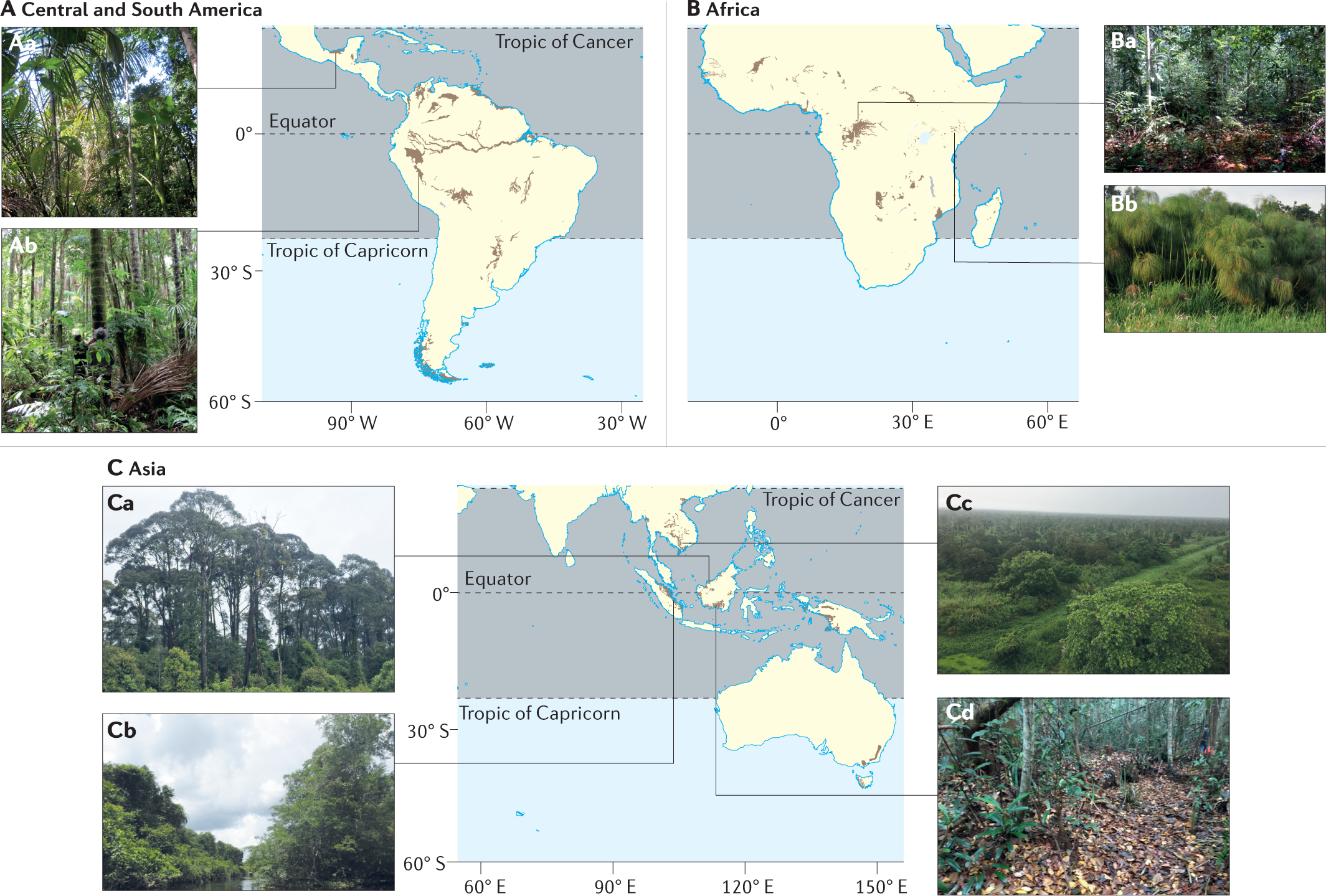 Anthropogenic impacts on lowland tropical peatland biogeochemistry | Nature  Reviews Earth & Environment