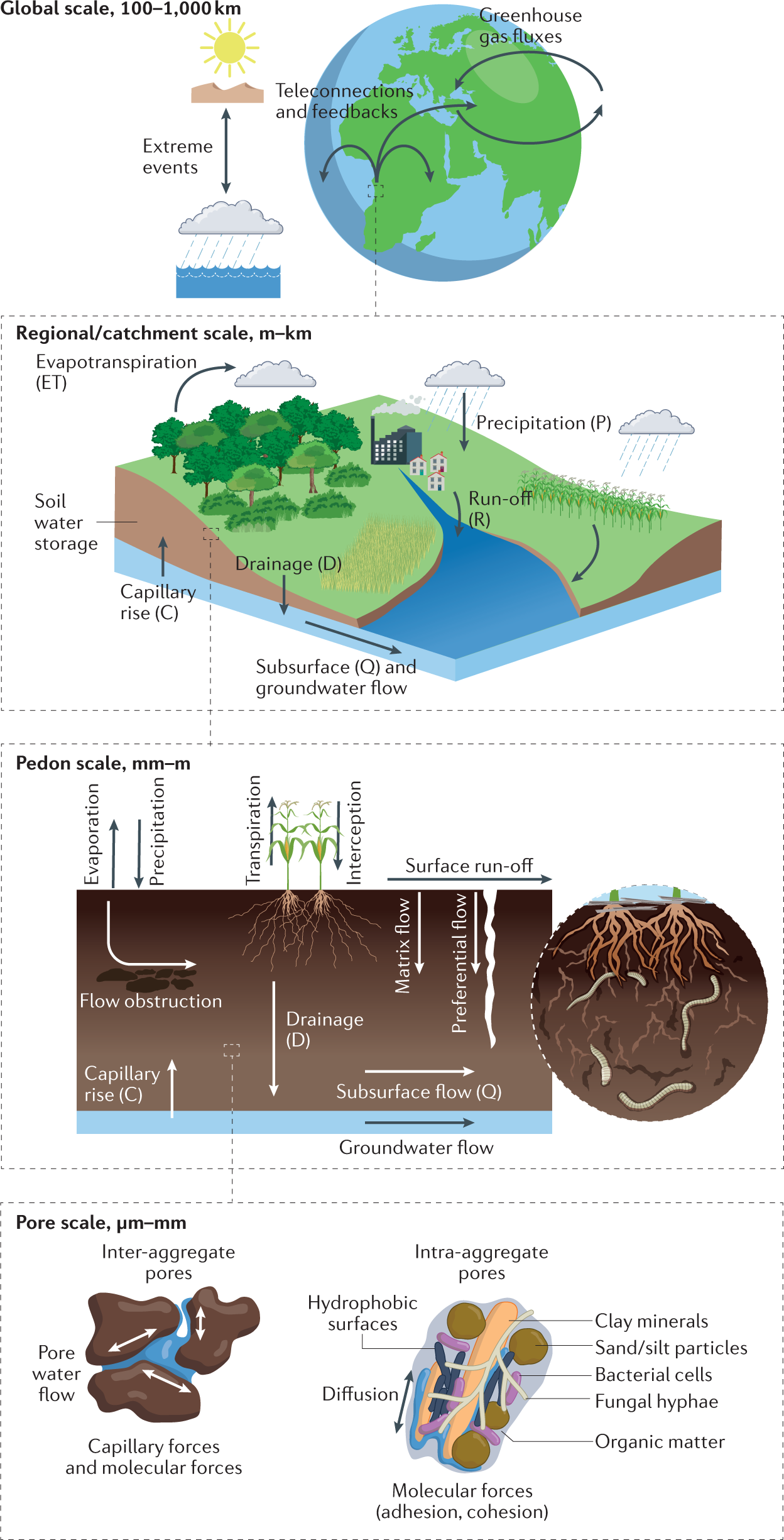 Soil hydrology in the Earth system | Nature Reviews Earth & Environment