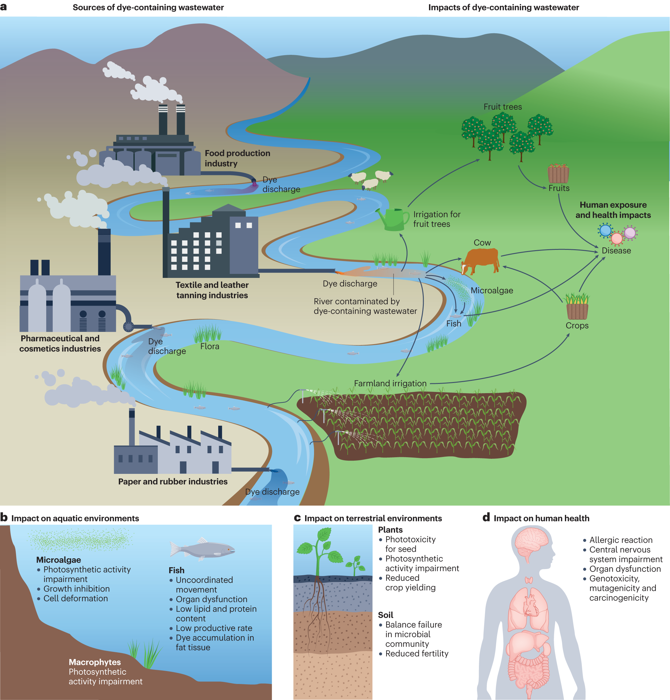 The Impact of Artificial Red Dye: Composition, Reactions, and Food