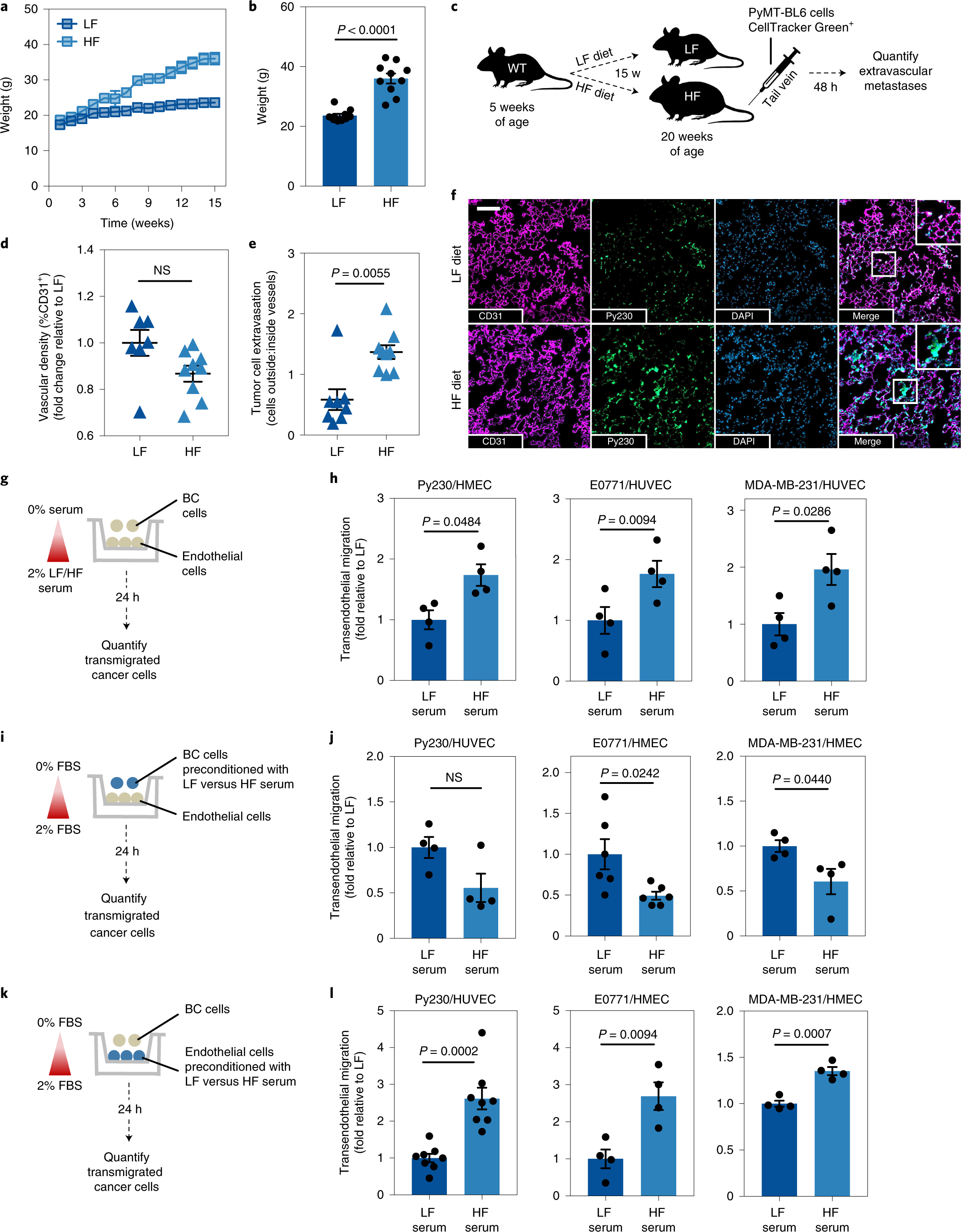 Neutrophil oxidative stress mediates obesity-associated vascular  dysfunction and metastatic transmigration | Nature Cancer