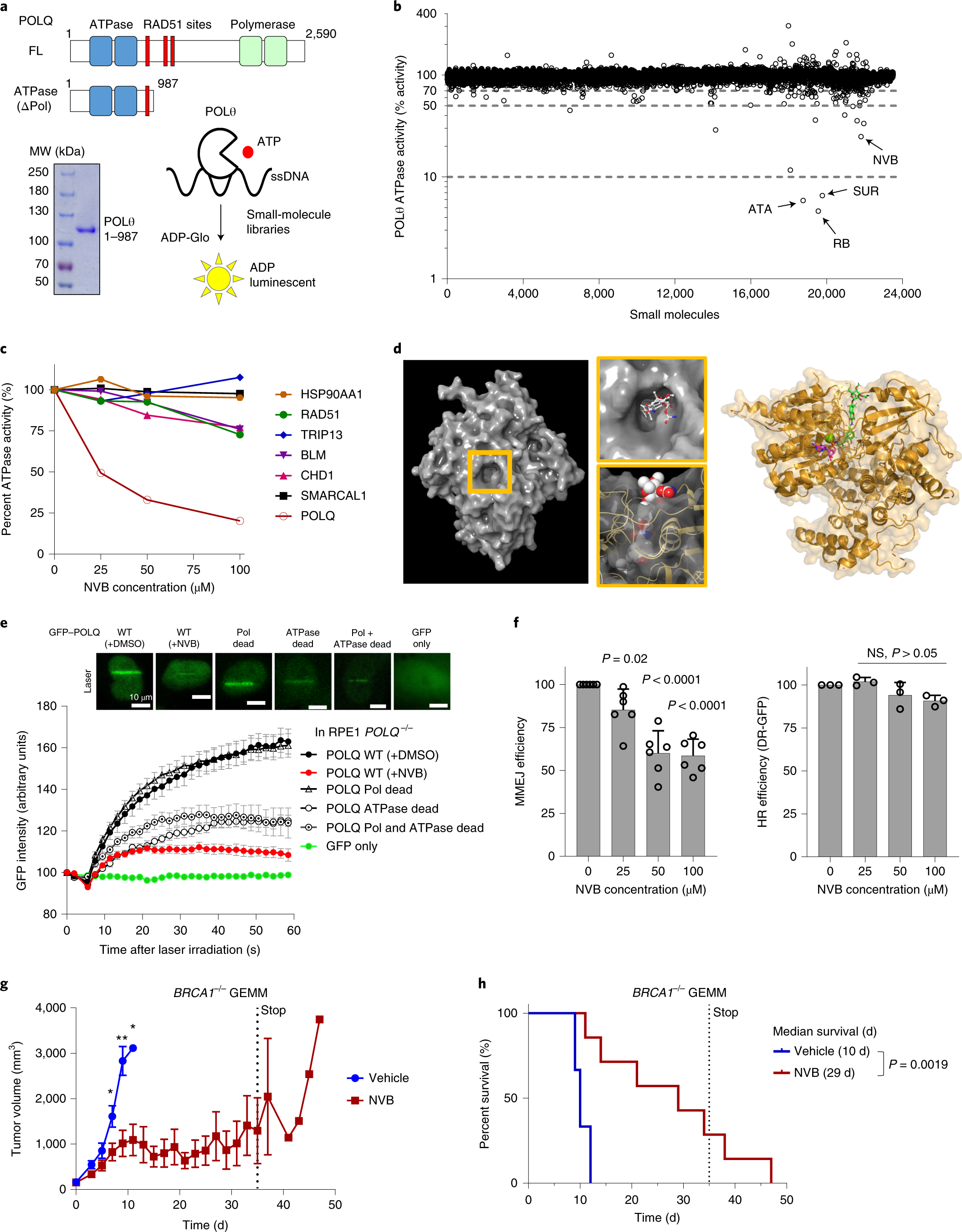 A First In Class Polymerase Theta Inhibitor Selectively Targets Homologous Recombination Deficient Tumors Nature Cancer