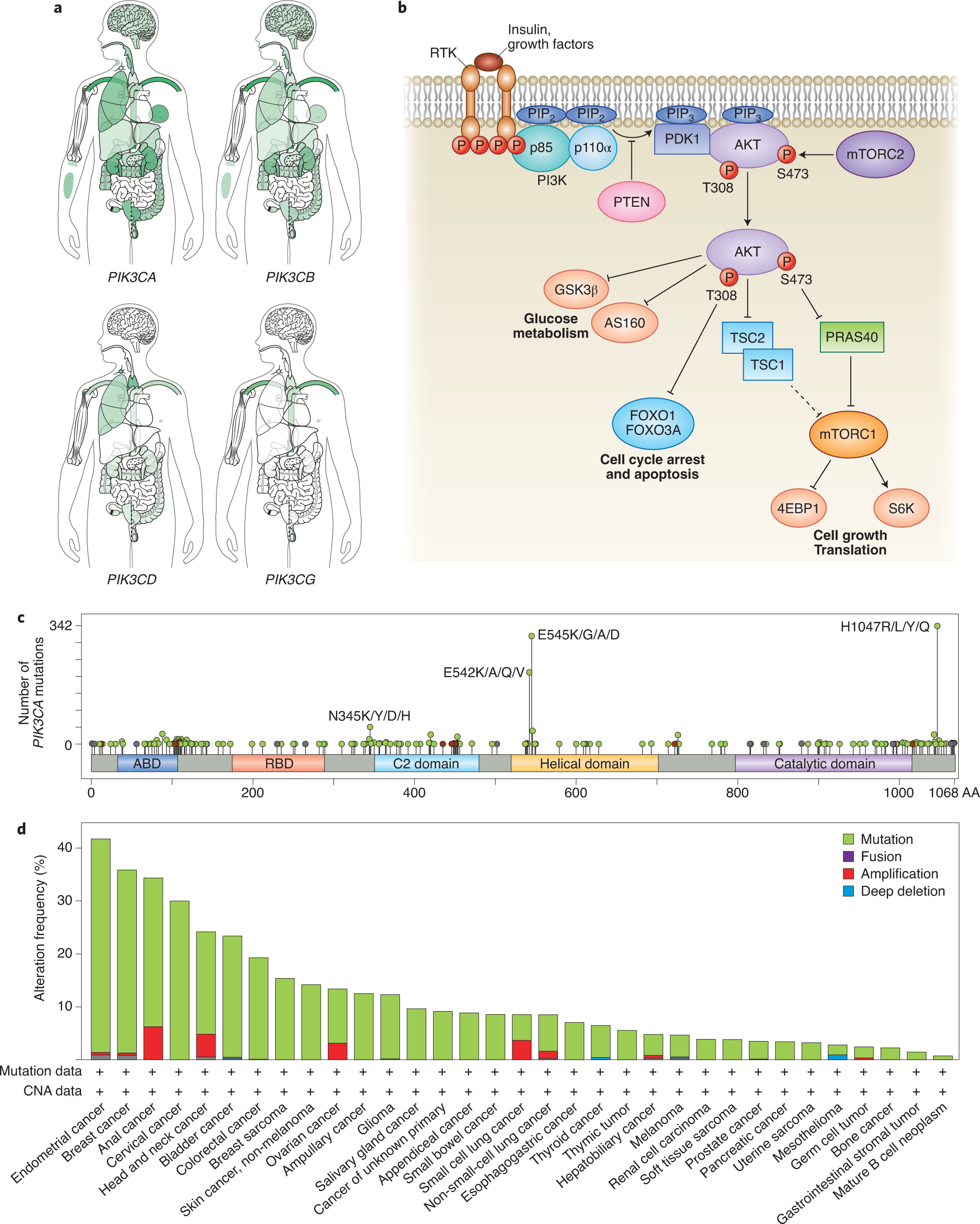 The Present And Future Of Pi3k Inhibitors For Cancer Therapy Nature Cancer