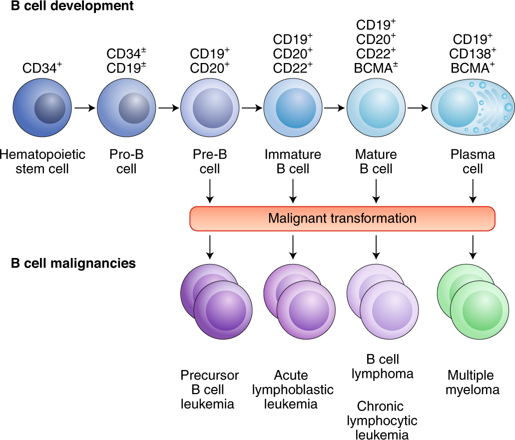 Engineering-enhanced CAR T cells for improved cancer therapy