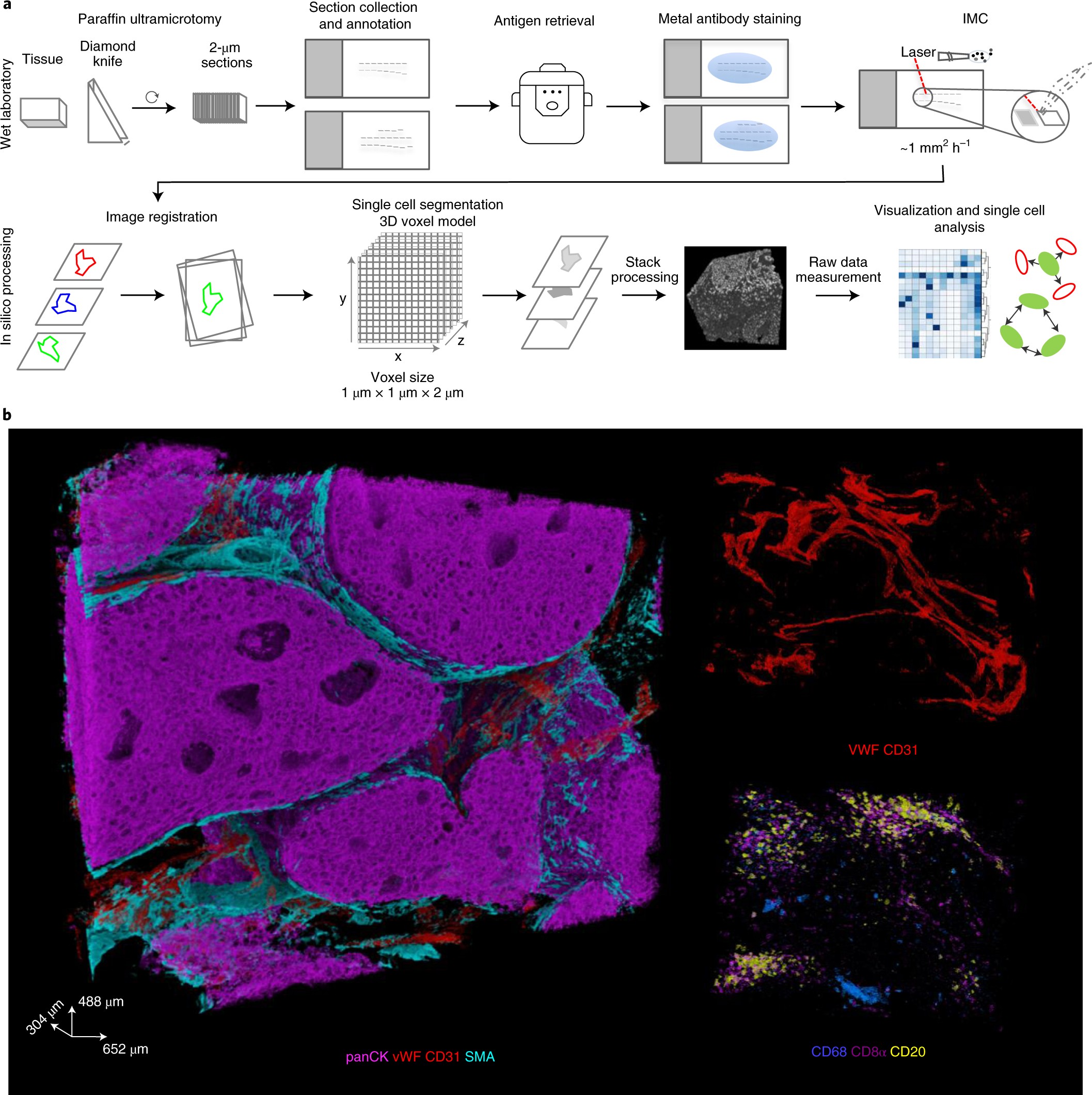 Three-dimensional imaging mass cytometry for highly multiplexed molecular  and cellular mapping of tissues and the tumor microenvironment | Nature  Cancer