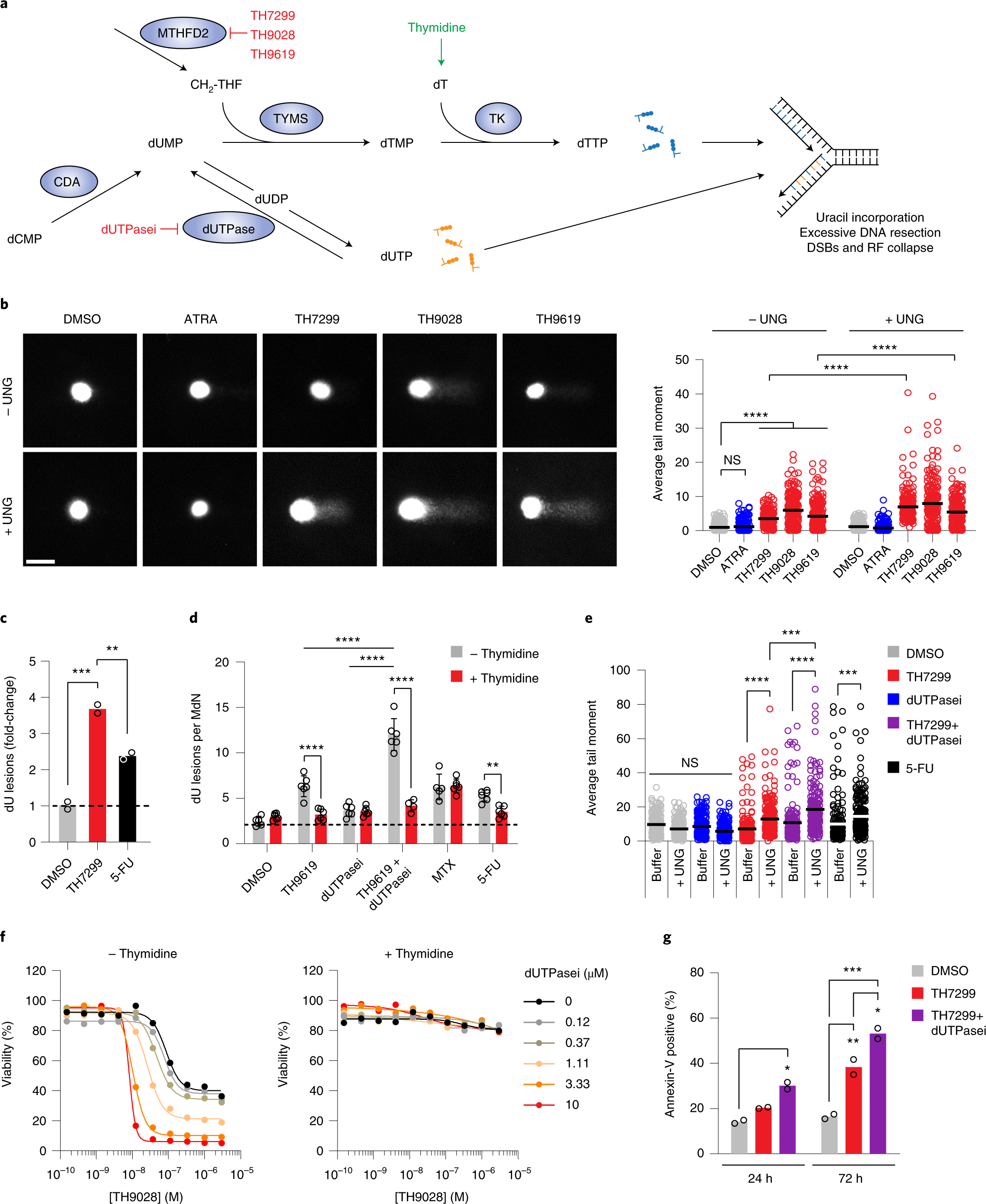 Fig. 5: MTHFD2 inhibitors exacerbate uracil misincorporation into DNA.
