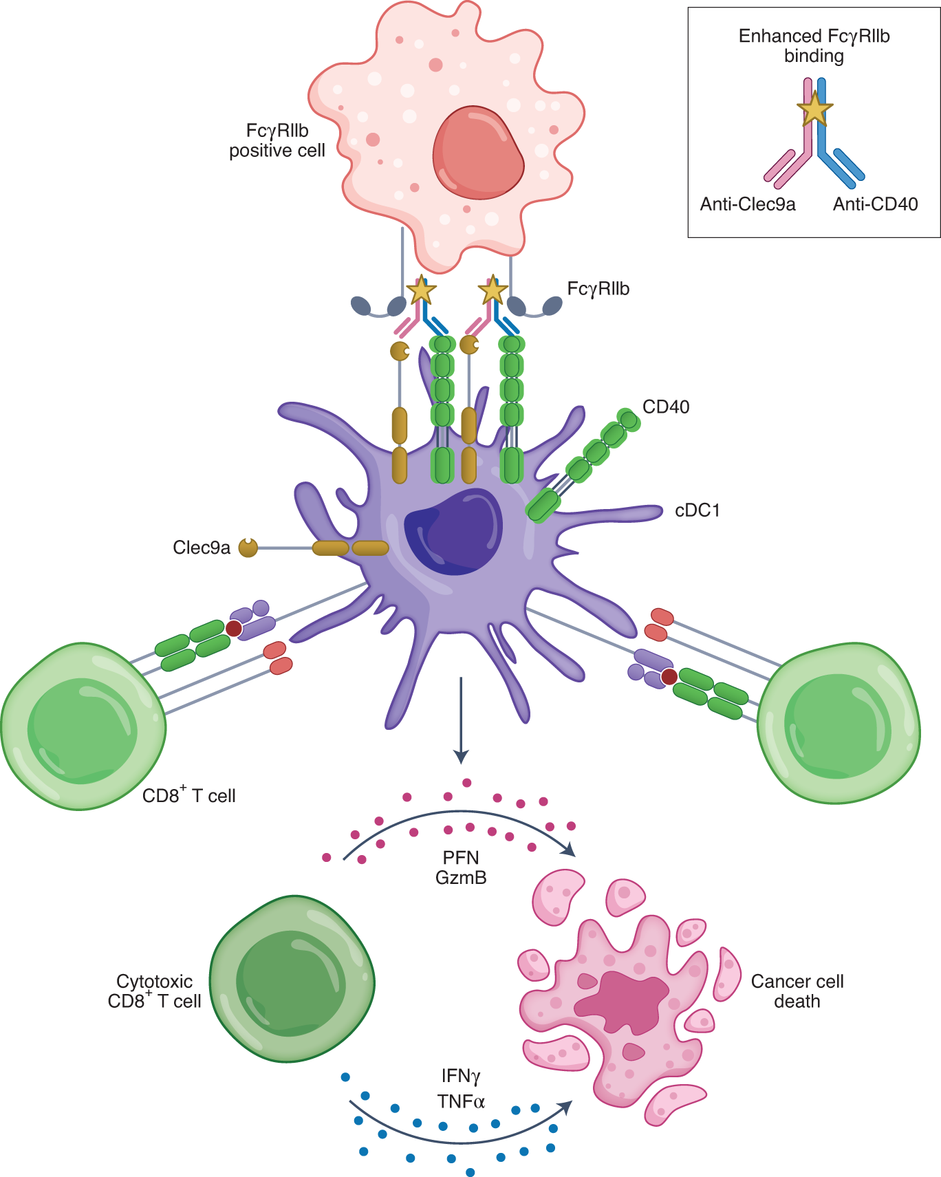 Zooming in on dendritic cells for CD40 agonists | Nature Cancer