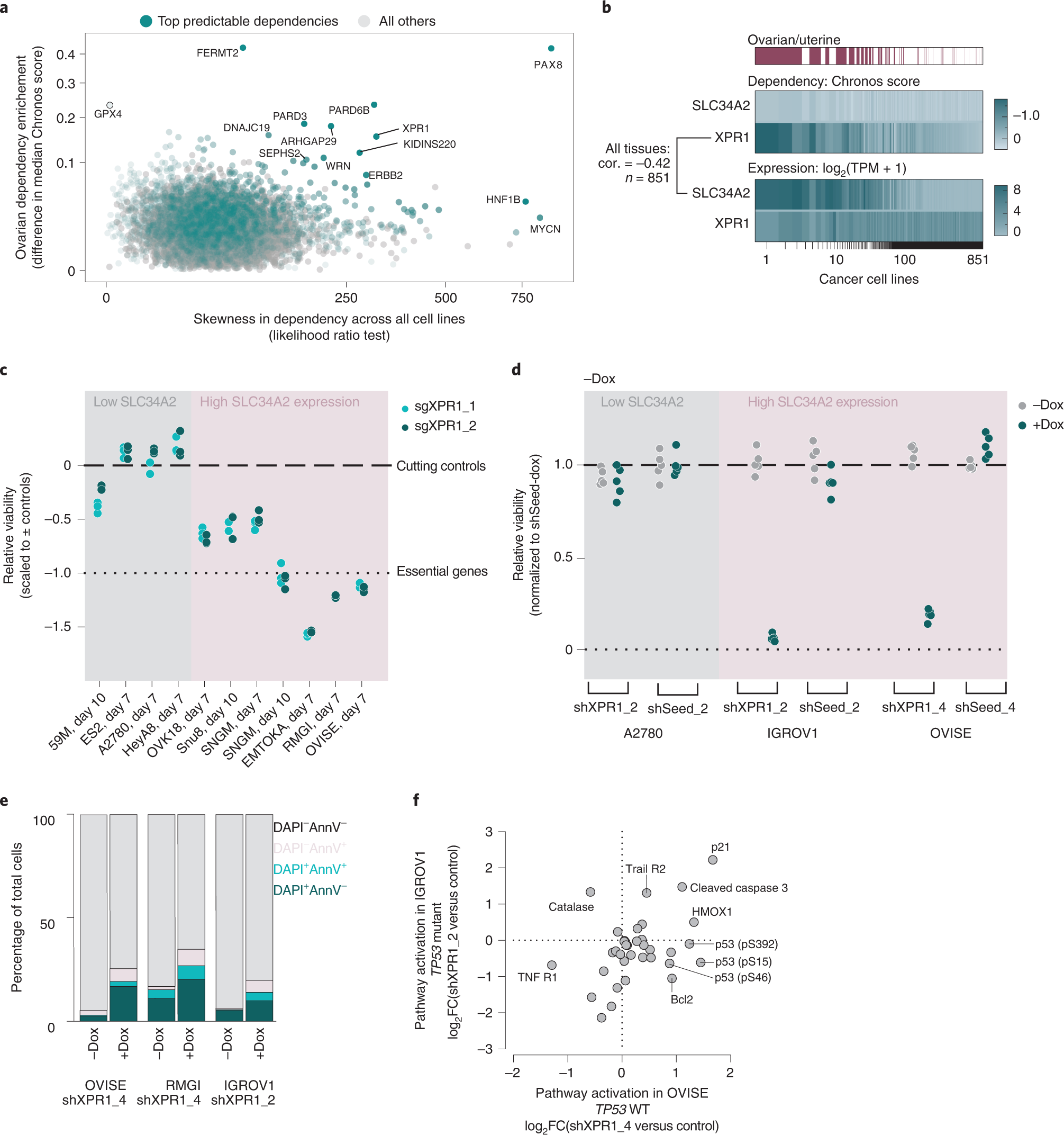Phosphate dysregulation via the XPR1–KIDINS220 protein complex is a  therapeutic vulnerability in ovarian cancer | Nature Cancer