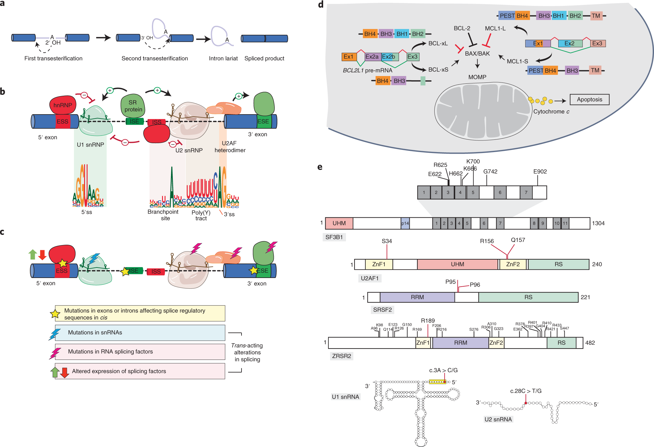 The role played by alternative splicing in antigenic variability in