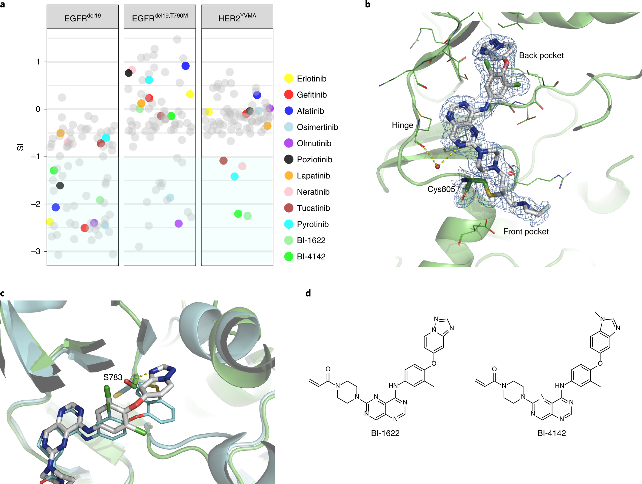 Discovery of potent and selective HER2 inhibitors with efficacy against  HER2 exon 20 insertion-driven tumors, which preserve wild-type EGFR  signaling | Nature Cancer