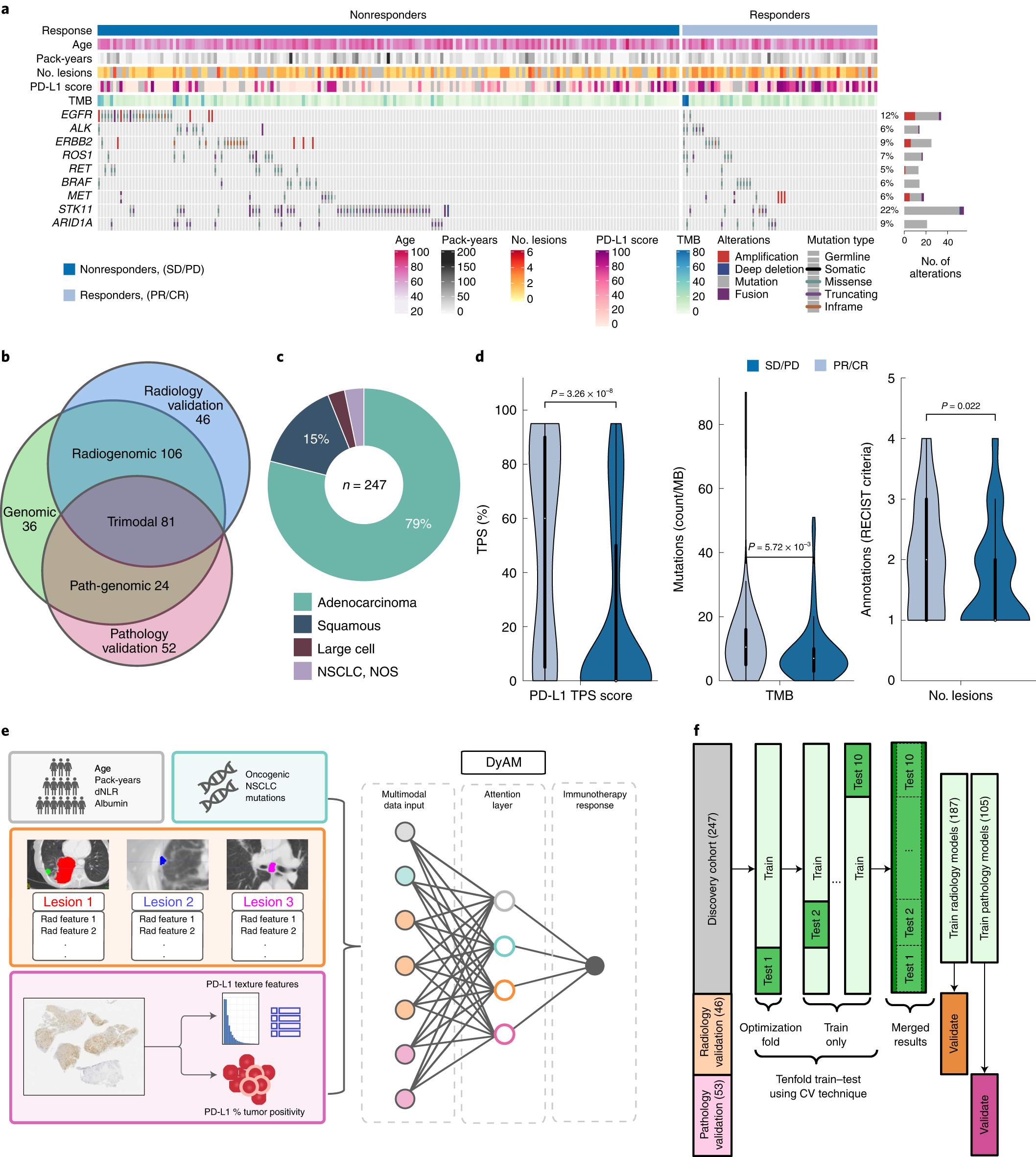 AI-powered interpretable imaging phenotypes noninvasively