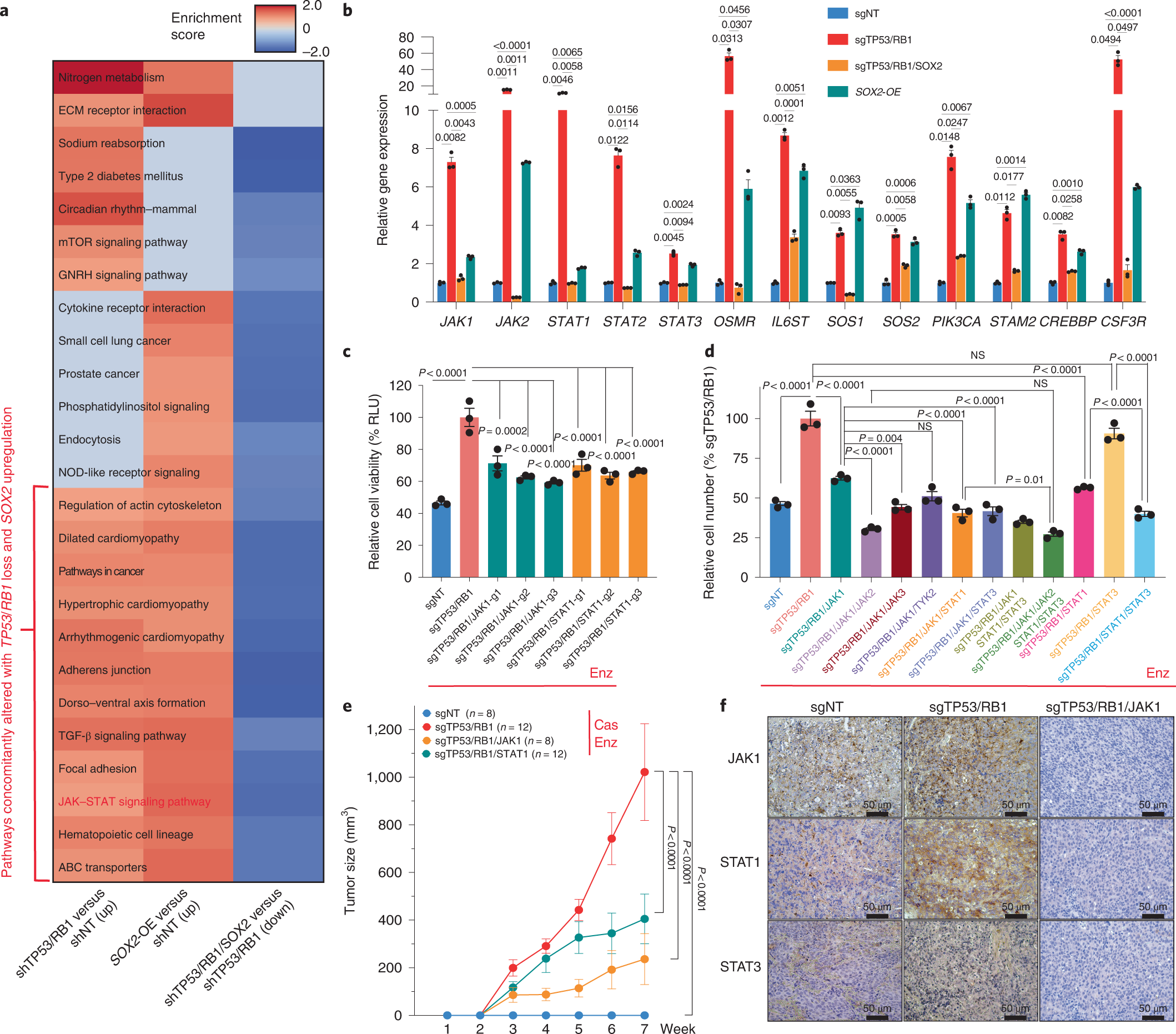 Ectopic JAK–STAT activation enables the transition to a stem-like and  multilineage state conferring AR-targeted therapy resistance | Nature Cancer