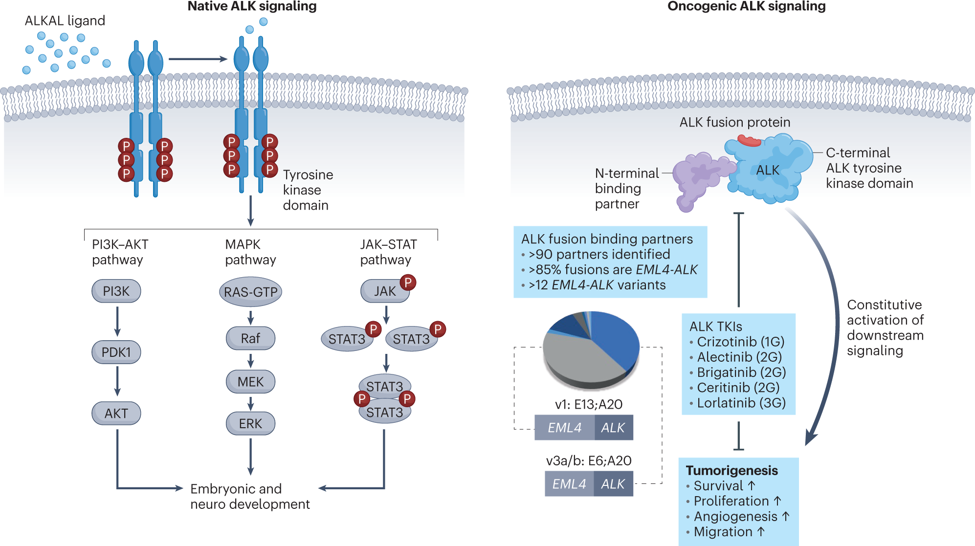 ALK-positive lung cancer: a moving target | Nature Cancer