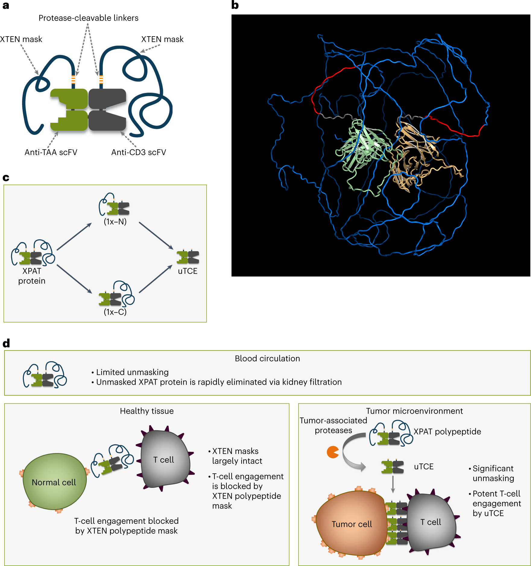 Cd3 antibody biolegend il6