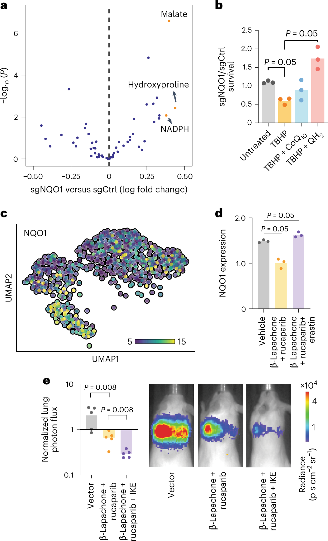 Fig. 7: NQO1 mediates metabolic remodeling in breast cancer cells.