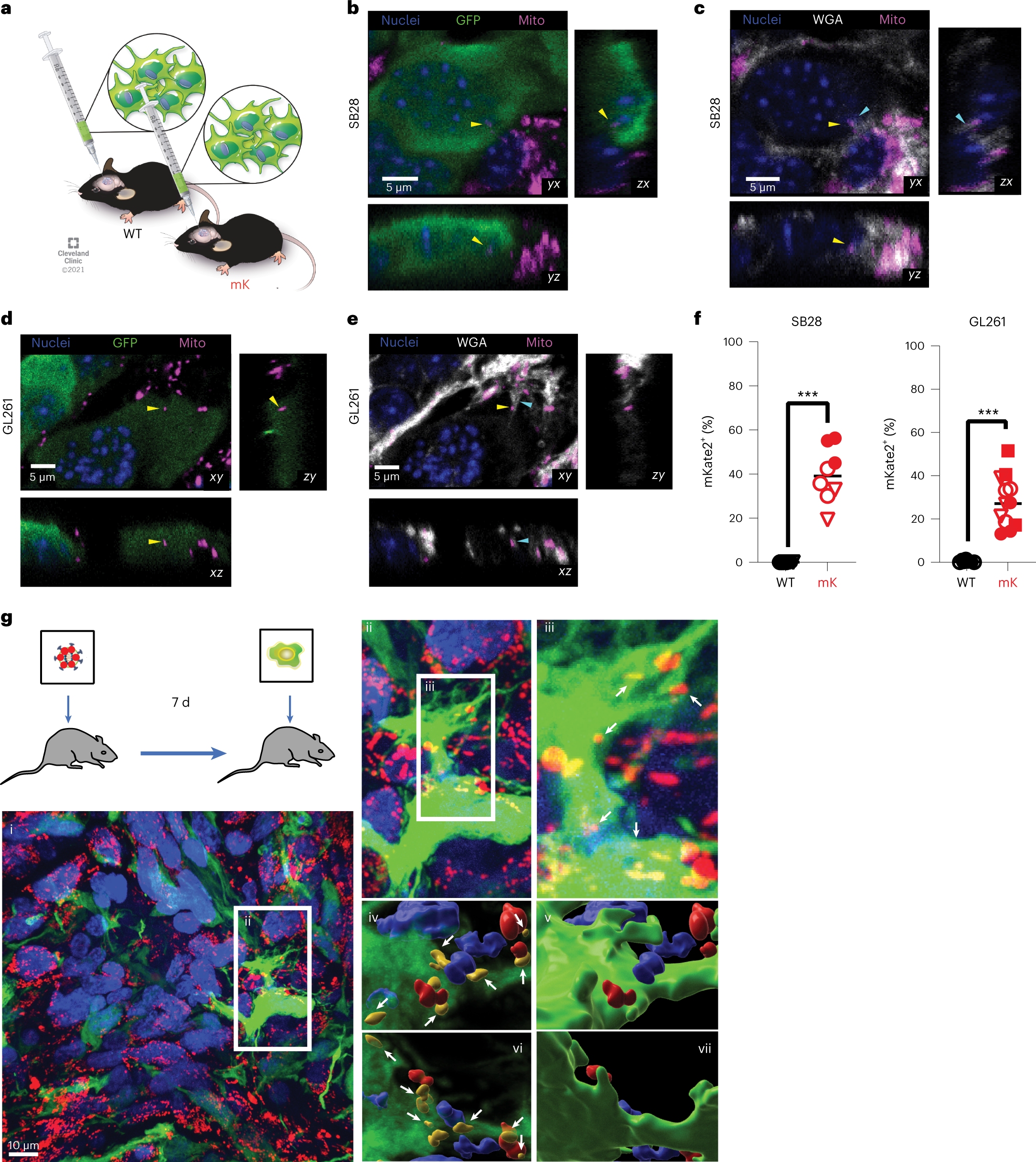 GAP43-dependent mitochondria transfer from astrocytes enhances glioblastoma tumorigenicity
