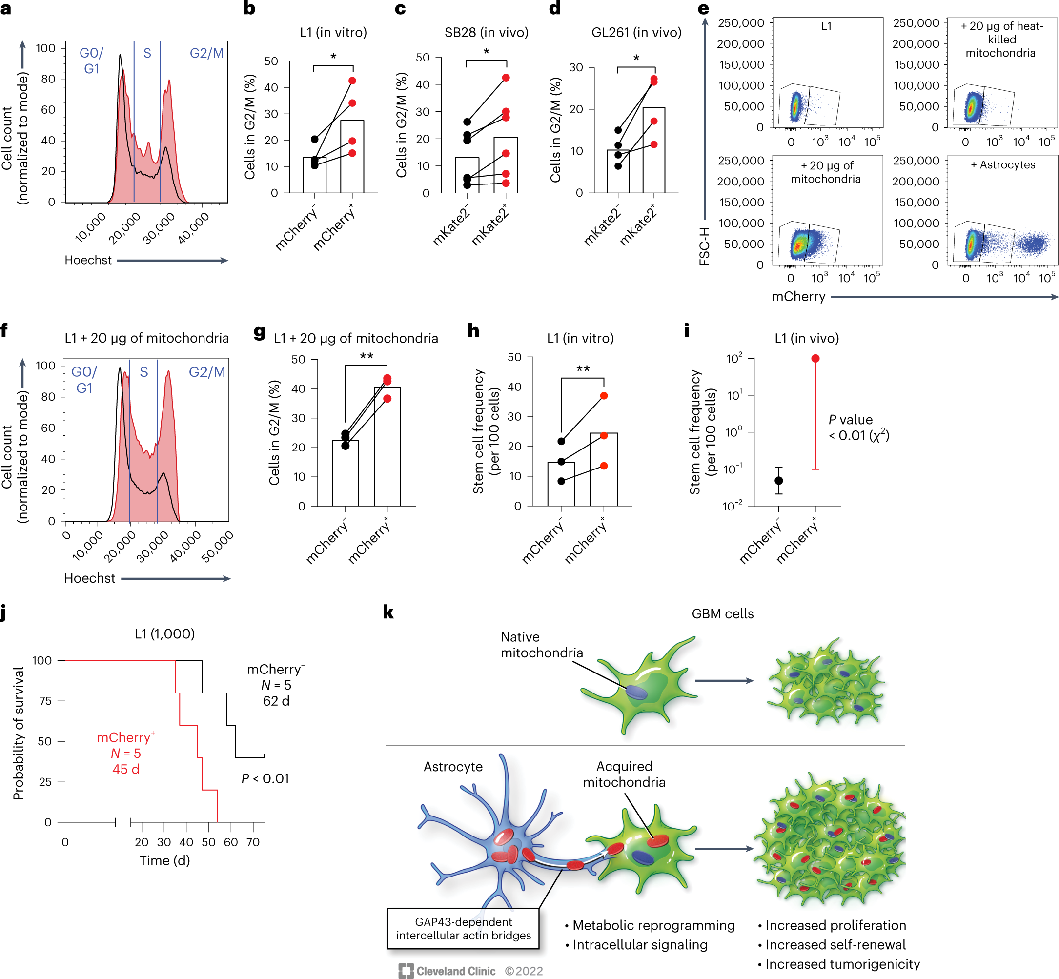 Fig. 7: Mitochondria transfer from astrocytes drives GBM cell proliferation, self-renewal and tumorigenicity.