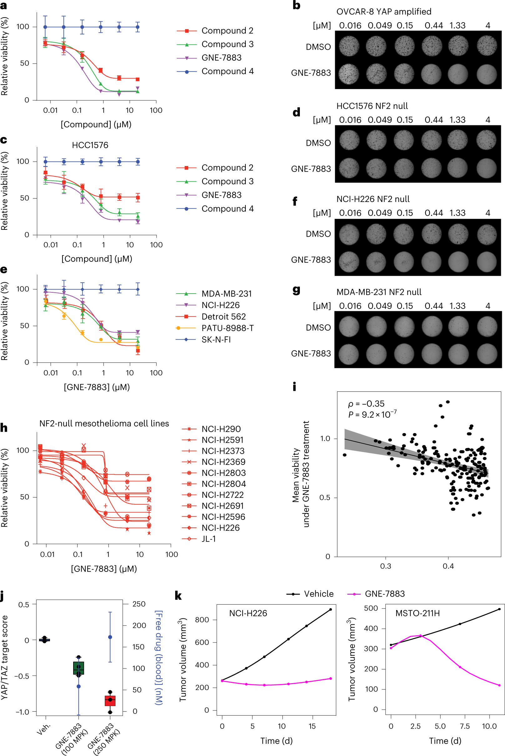 Fig. 3: GNE-7883 inhibits the growth of YAP/TAZ-dependent cell lines in vitro and in vivo.