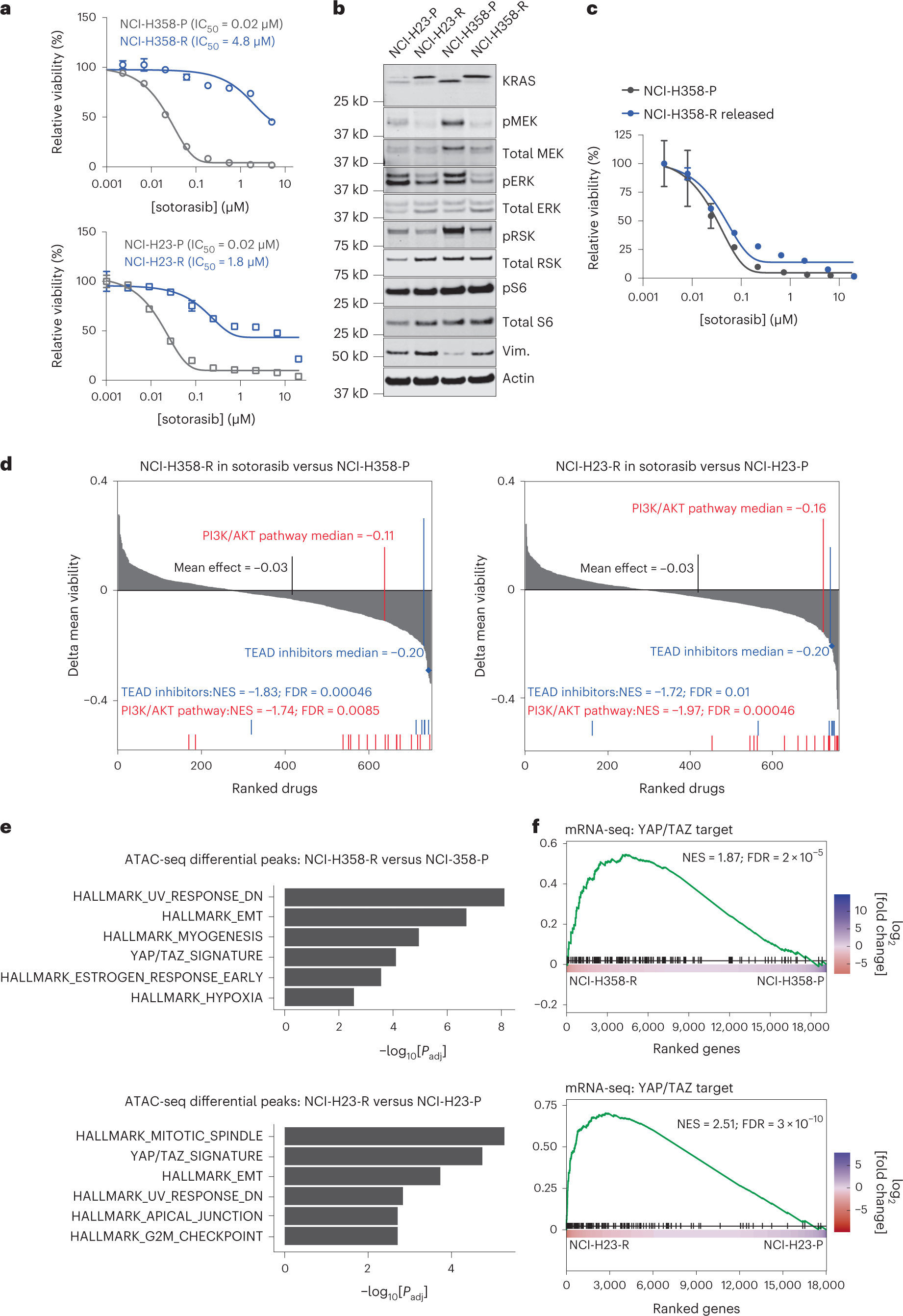 Fig. 4: The YAP/TAZ transcriptional program is a prominent driver of KRAS G12C inhibitor resistance in lung cancer cells.