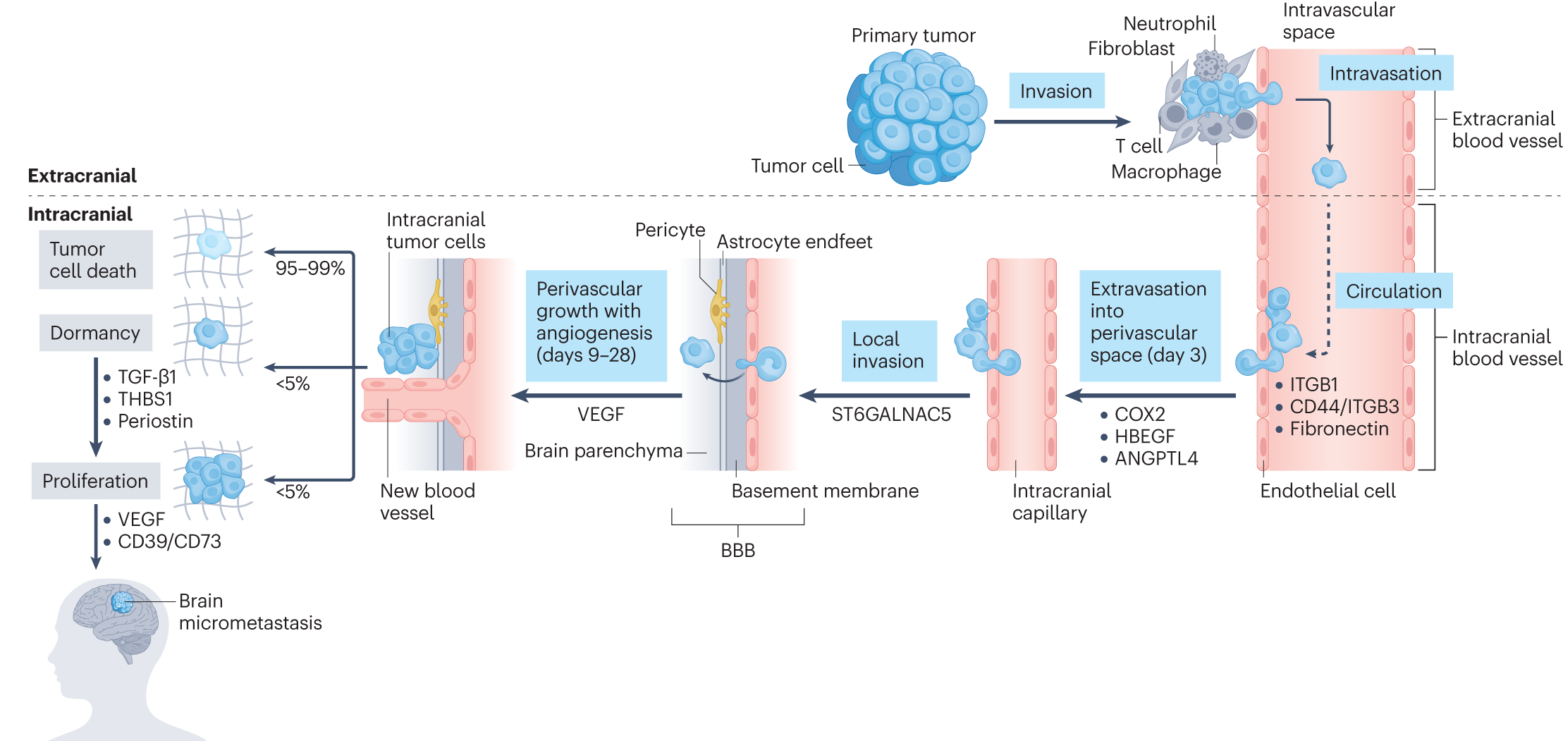 Blocking immunosuppressive neutrophils deters pY696-EZH2–driven brain  metastases