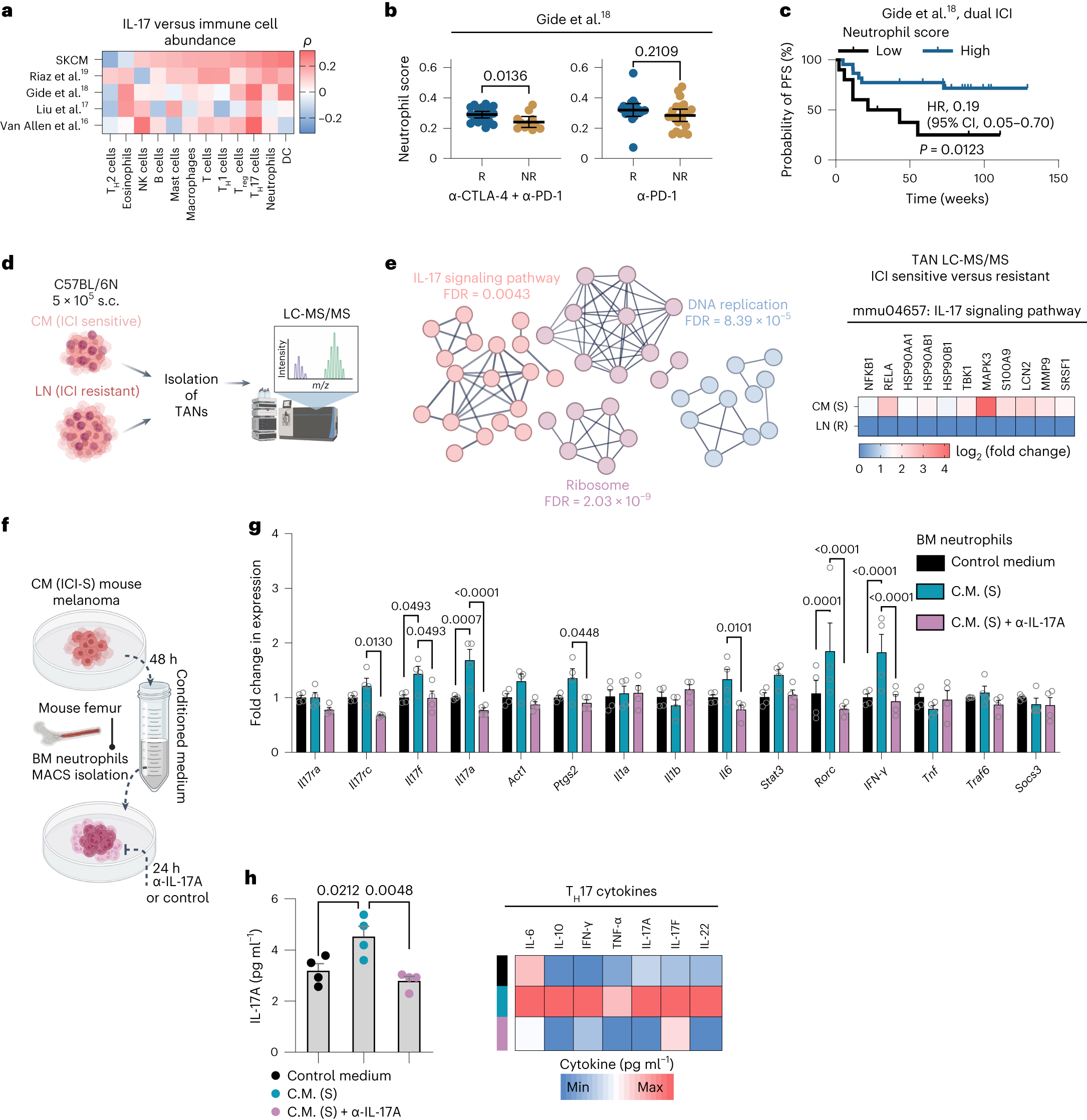 Fig. 3: The IL-17 signaling-associated cellular microenvironment in melanomas treated with ICI.