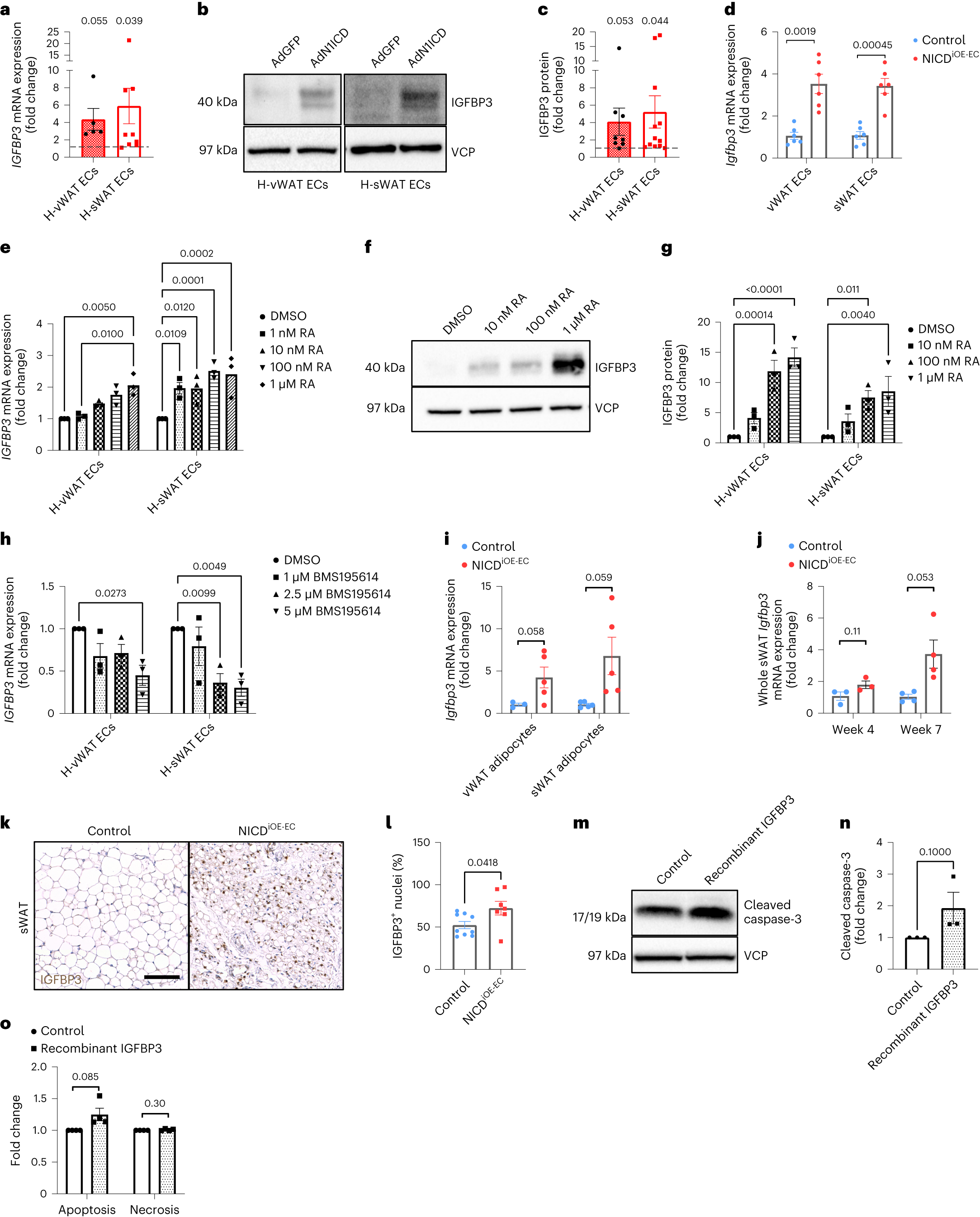 Fig. 5: RA-regulated IGFBP3 production induces WAT apoptosis.