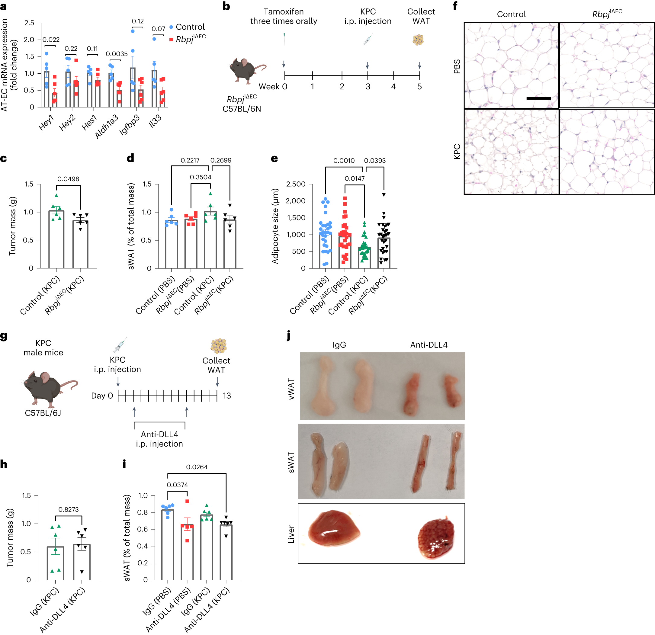 Fig. 7: Pharmacological targeting of DLL4 does not inhibit cachexia progression.